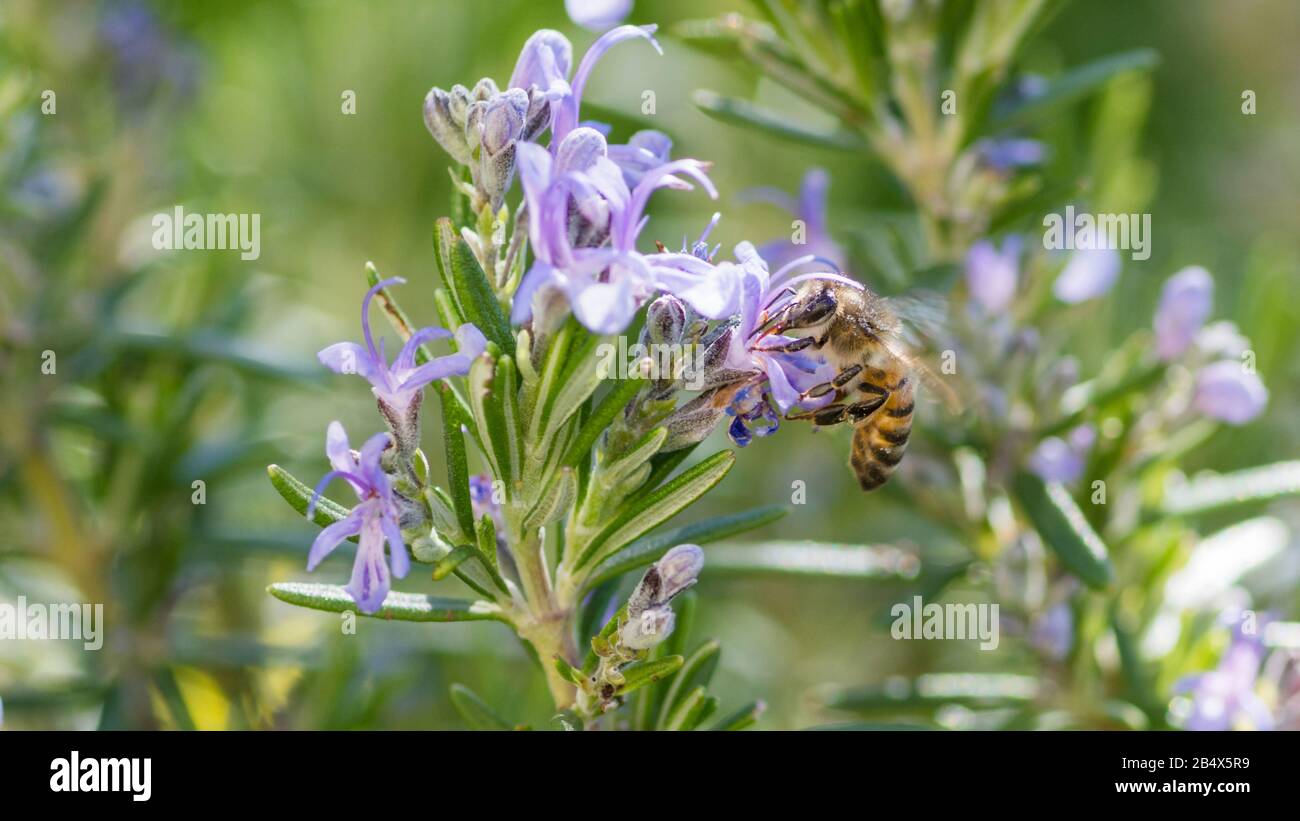 L'abeille syrienne (apis mellifera syriaca) pollinisant les fleurs de lavande Banque D'Images