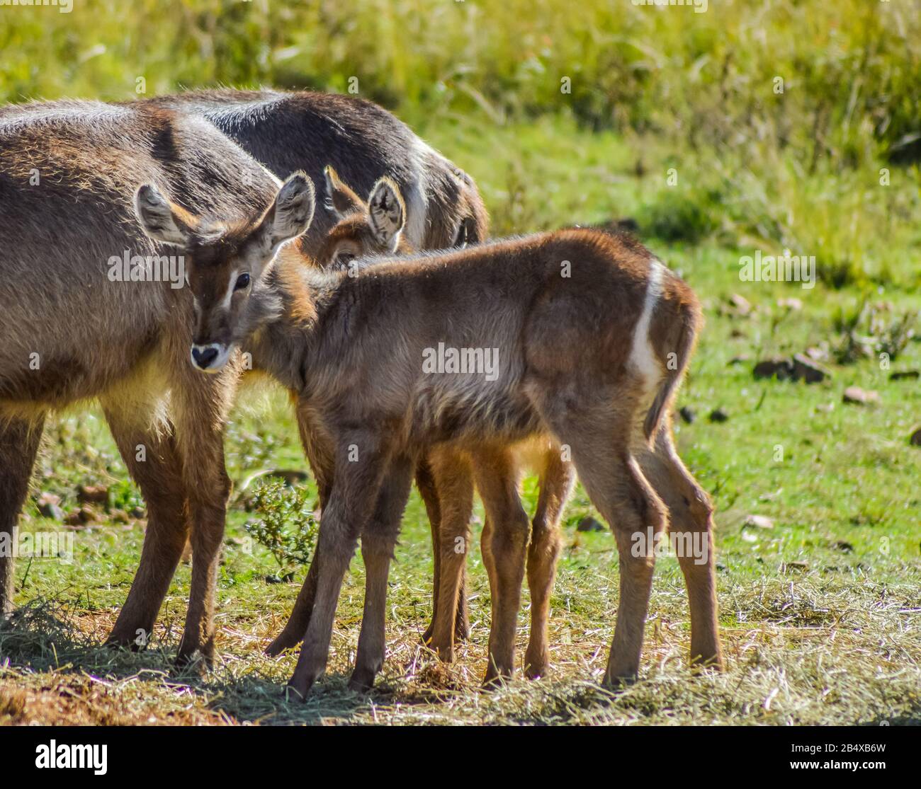 Famille de waterbuck ou d'eau buck antilopes dans une réserve naturelle d'Afrique du Sud Banque D'Images