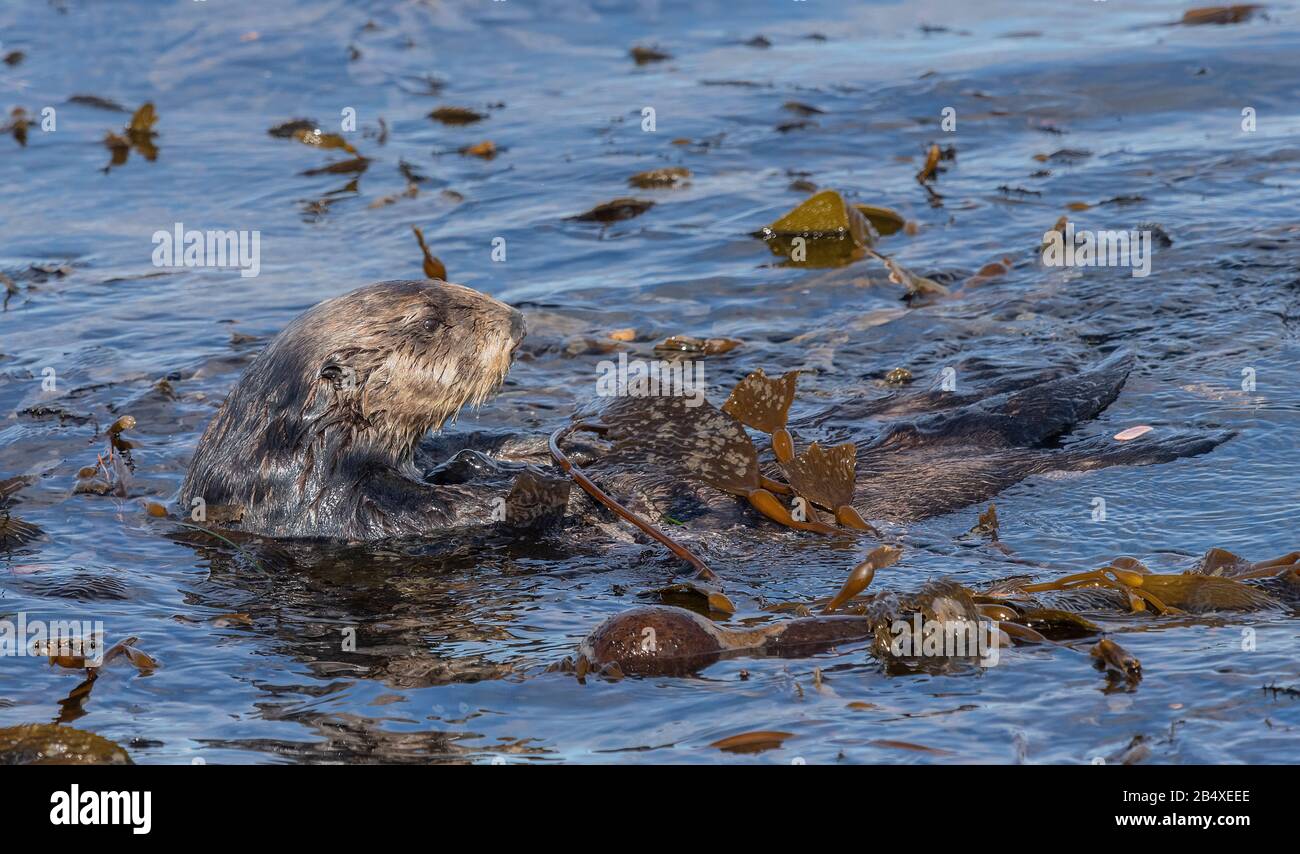 Loutre de mer, Enhydra lutris, dans la mer, parmi le varech, sur la côte de la Californie centrale. Banque D'Images