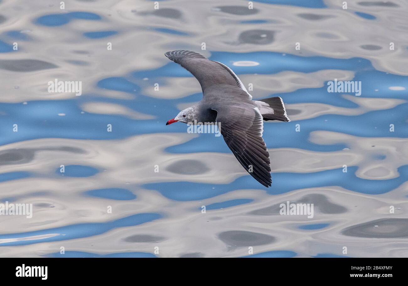 Le papillon de Heermann, Larus heermanni - en vol; une partie du grand troupeau hivernant à Moss Landing, Californie. Banque D'Images