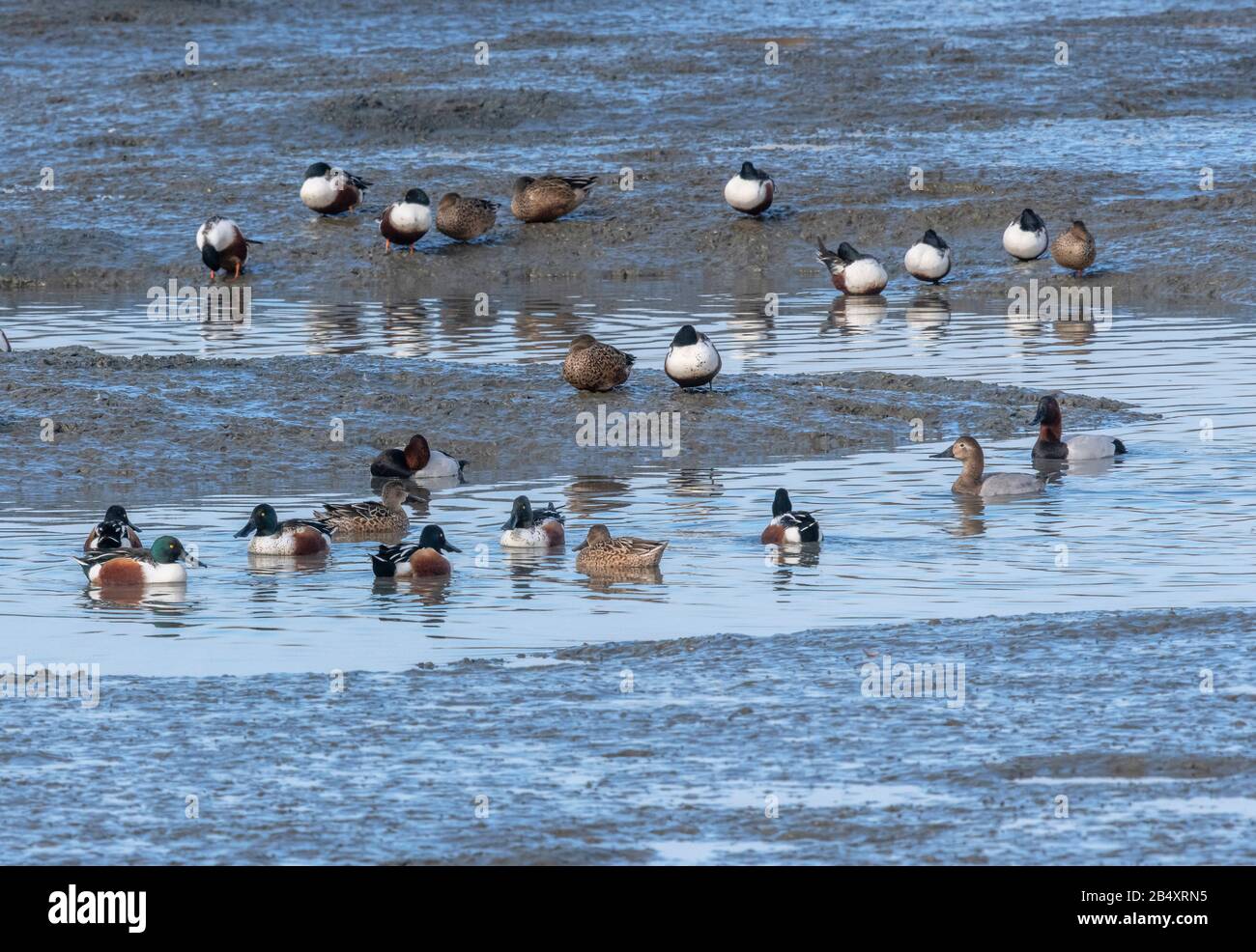 Groupe de pelles du Nord, de Paleteries clypeata, d'alimentation et de lafage dans l'estuaire boueux en hiver. Banque D'Images