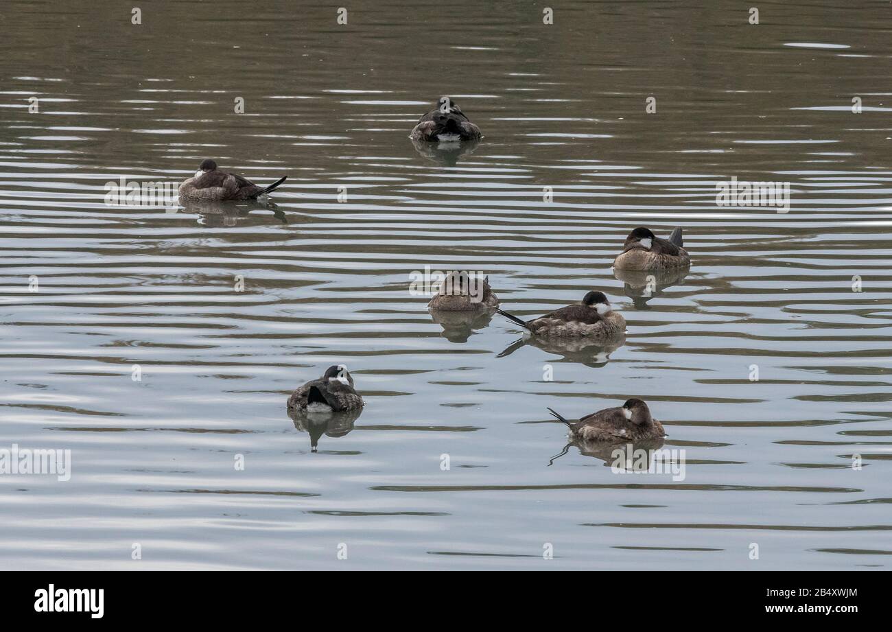 Groupe de Duck Ruddy, Oxyura jamaicensis, en plumage d'hiver dans l'estuaire. Californie. Banque D'Images