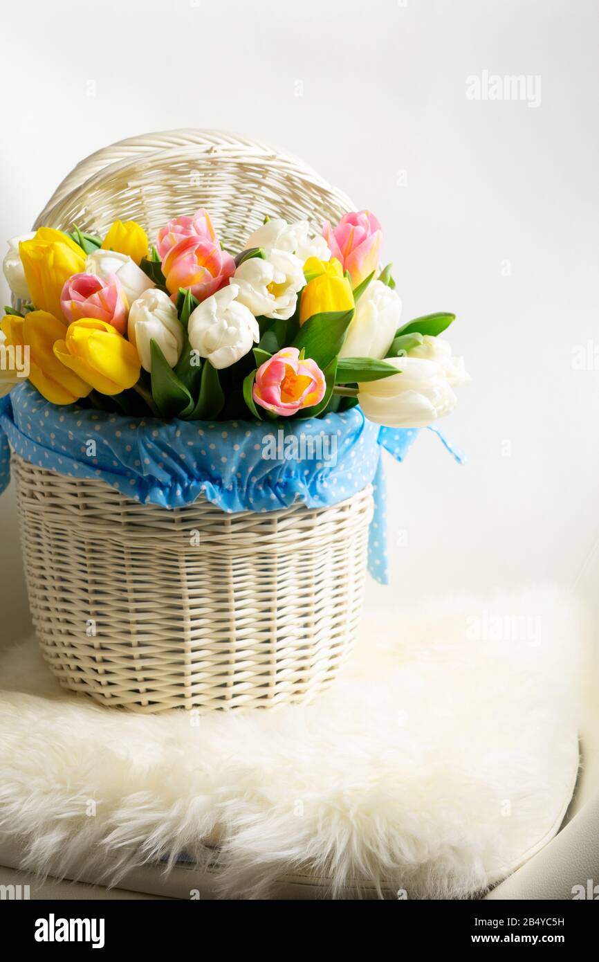 Printemps rose, jaune et blanc tulipes Banque D'Images