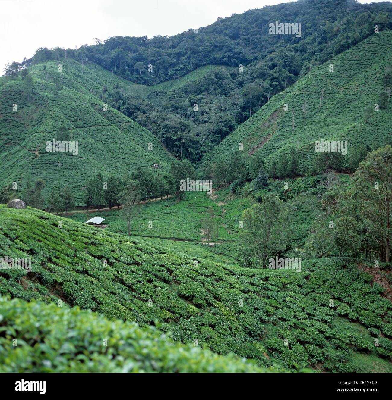 Plantations de plantations de thé raides (Camelia sinensis) pittoresques dans la campagne montagneuse des hautes terres de Cameron en Malaisie, février Banque D'Images