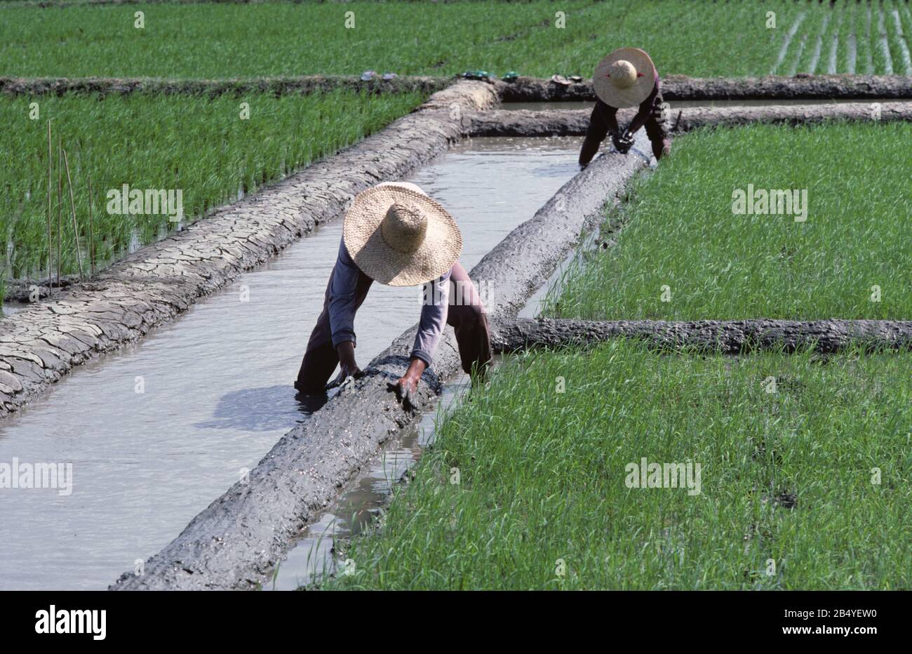 Les travailleurs réparant les prélèvements pour l'irrigation de la boue pour les petites parcelles individuelles, expérimentales, d'essais dans le riz paddy (Oryza sativa), Luzon, Philippines Banque D'Images