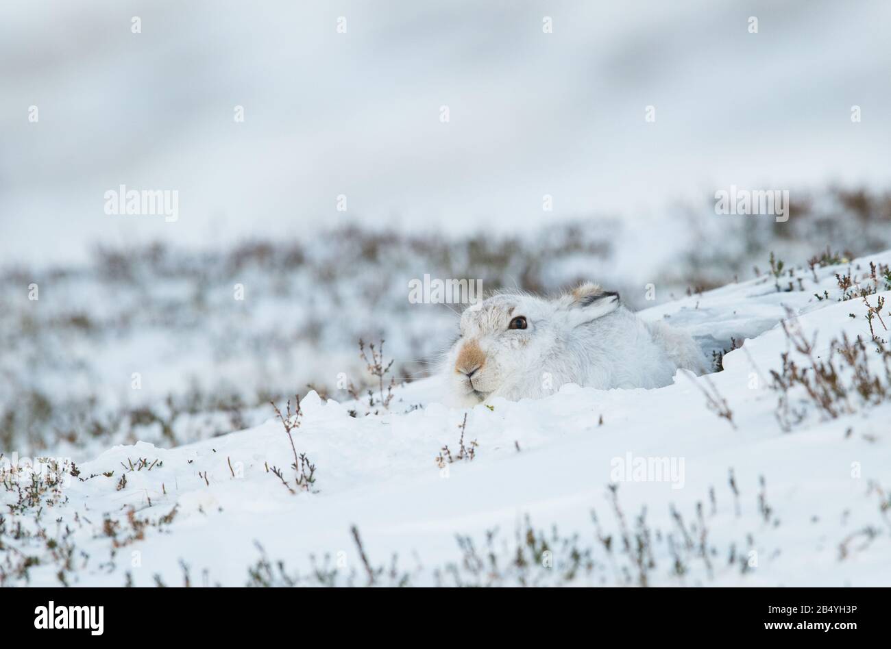 Mountain Hare, Strathdearn, Parc National De Cairngorme, Écosse Banque D'Images