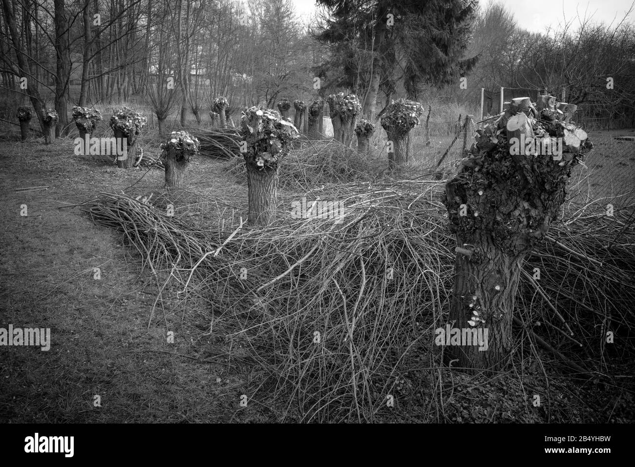 de petits saules ont été coupés au printemps et la coupe est à côté d'eux Banque D'Images