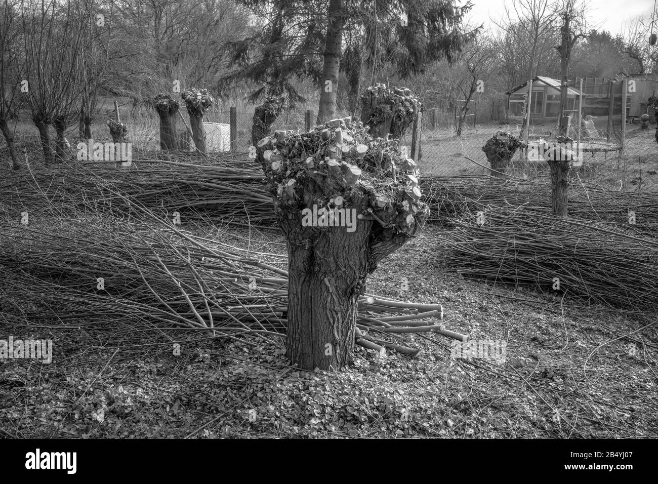 de petits saules ont été coupés au printemps et la coupe est à côté d'eux Banque D'Images