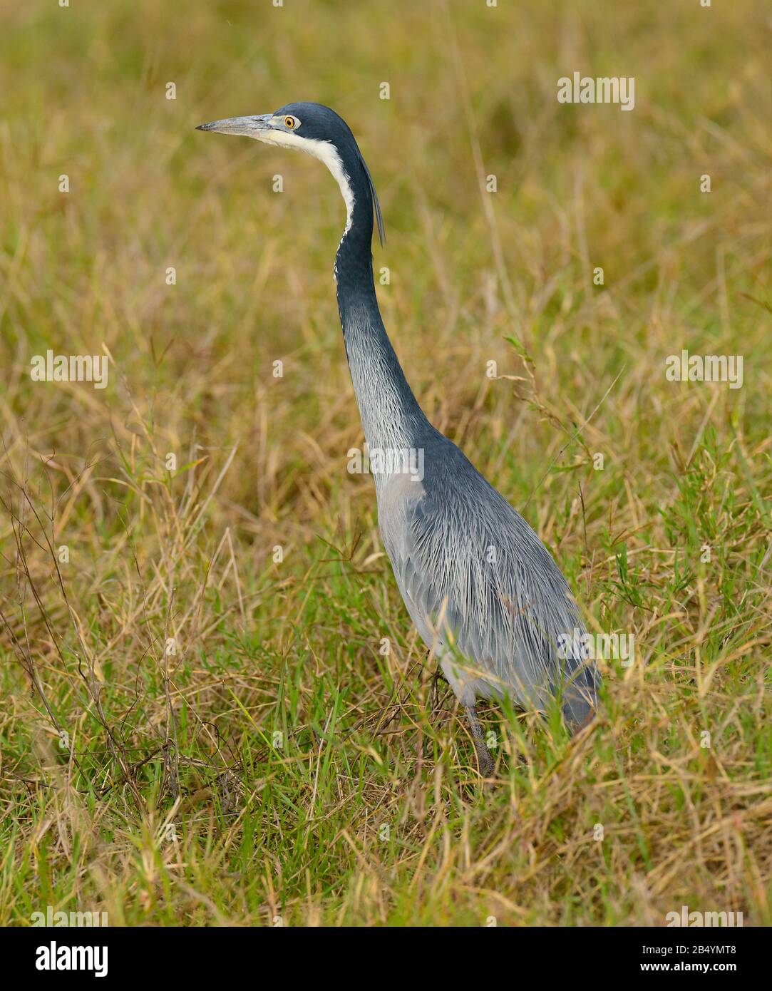À tête noire Nom scientifique : Heron (Ardea melanocephala) dans le cratère du Ngorongoro conservancy Banque D'Images