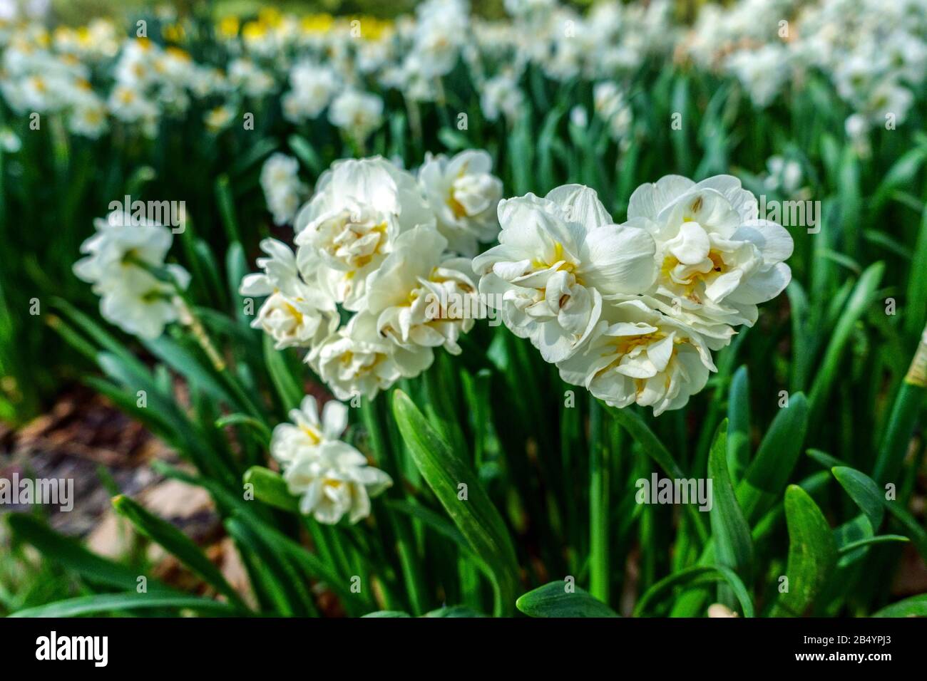Double Daffodil Narcissus 'Couronne De Mariée' Banque D'Images