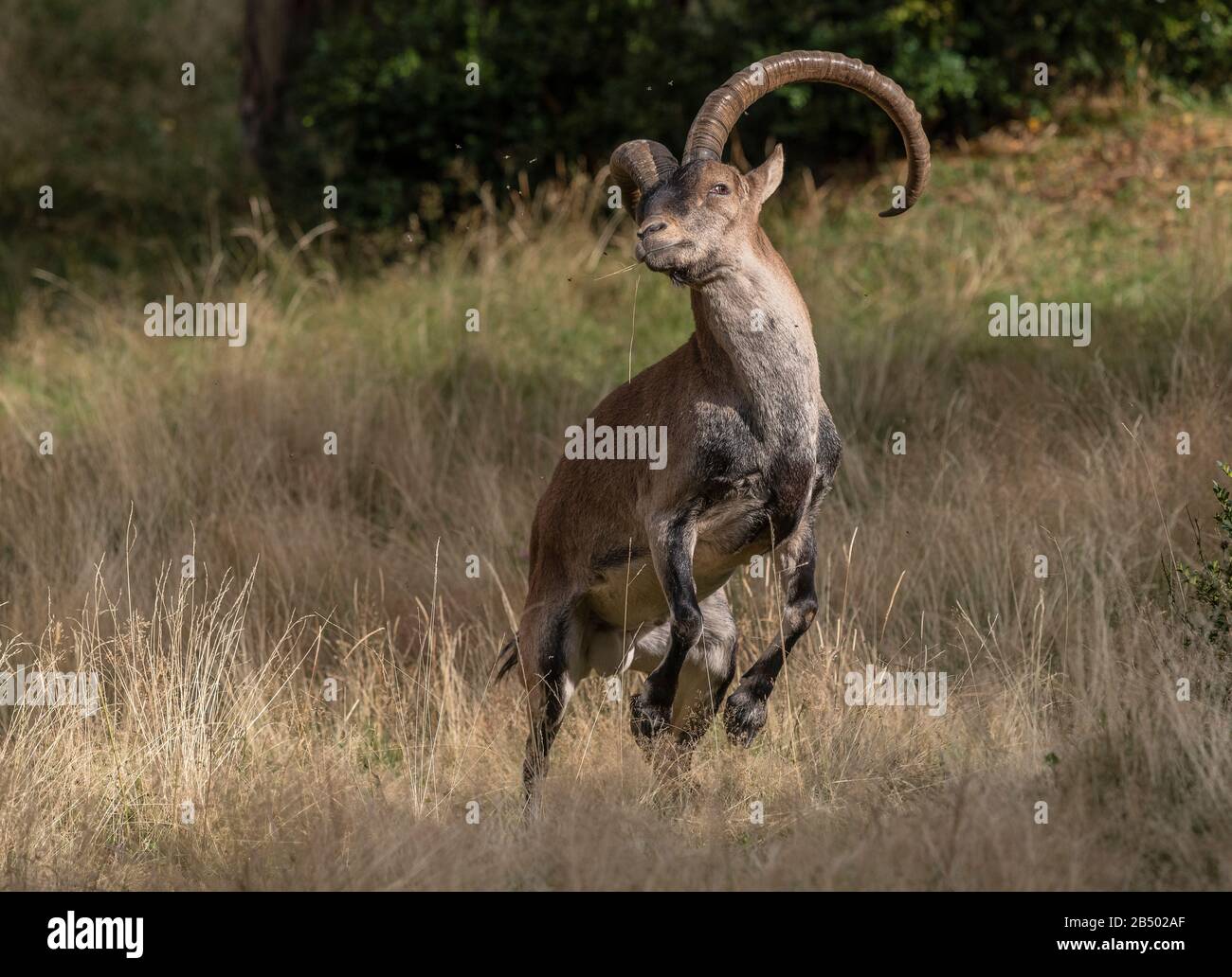 Mâle pyrénéen Ibex, Capra pyrenaica, dans la prairie montagnarde des pyrénées. Banque D'Images