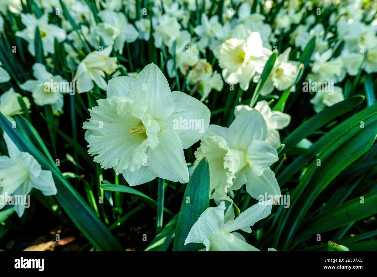 Trompette Daffodil Narcisse 'lame Blanche' Banque D'Images