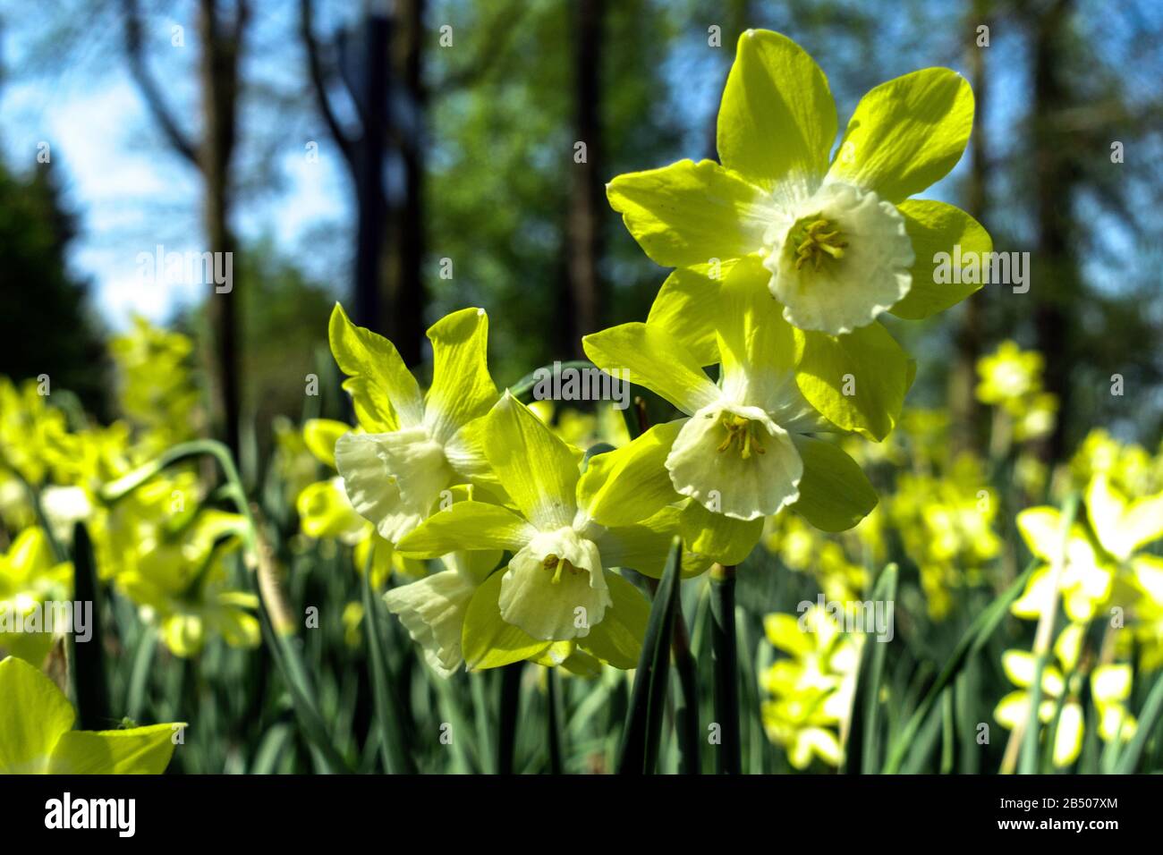 Miniature Jonquilla Daffodil Narcisse 'Pipit' Banque D'Images