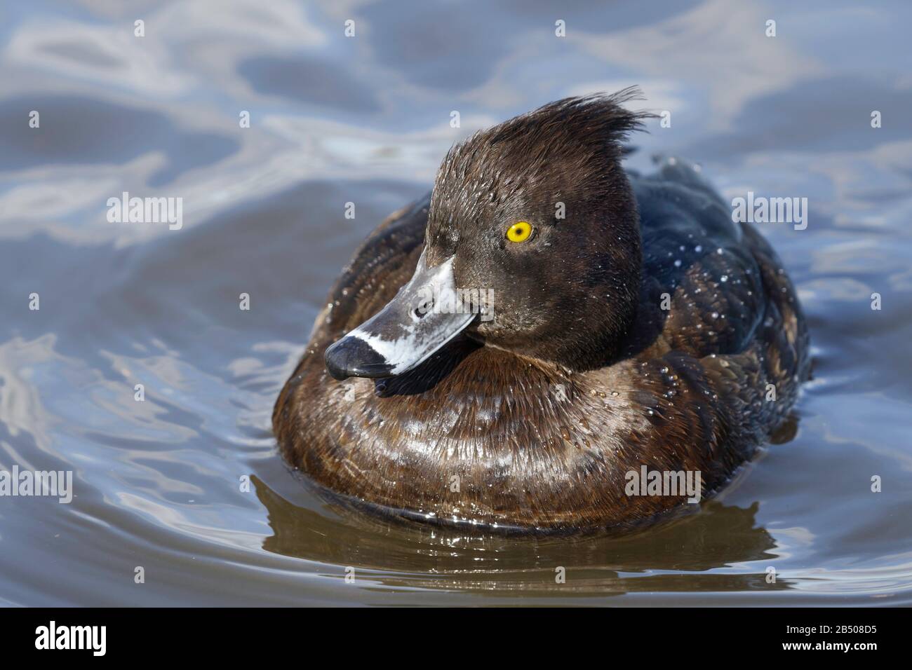 Canard touffé femelle sur l'eau Banque D'Images