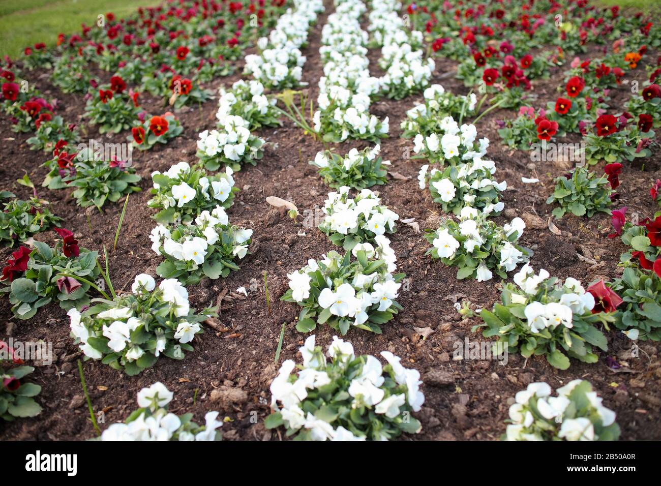 Pansies rouges et blanches, les couleurs du drapeau de la Lettonie, la décoration de la ville avec des fleurs de printemps plantées dans le parc Banque D'Images