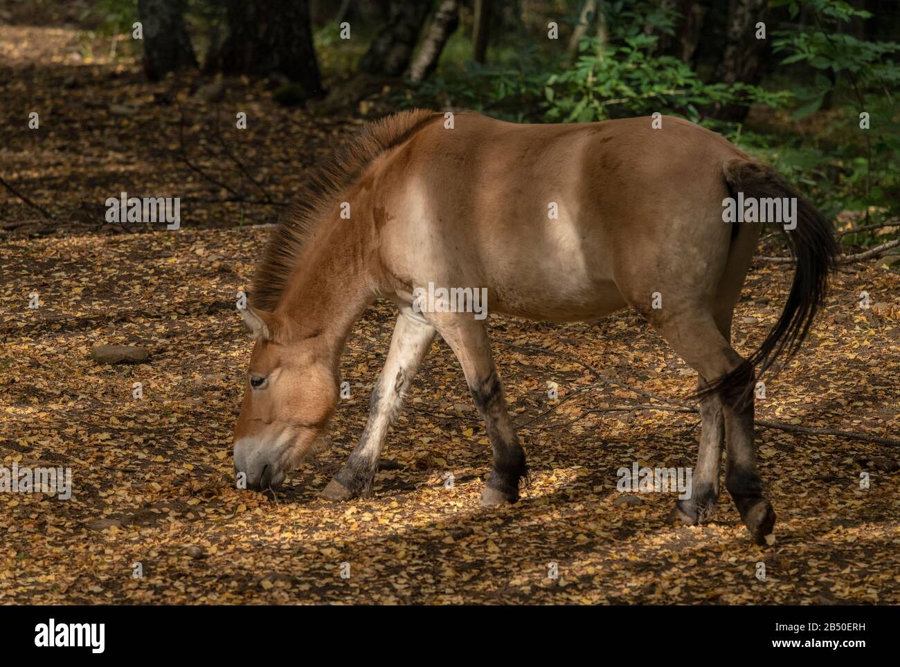 Cheval de Przewalski, Equus ferus przewalskii, vivant semi-sauvage dans les bois, Espagne. Banque D'Images