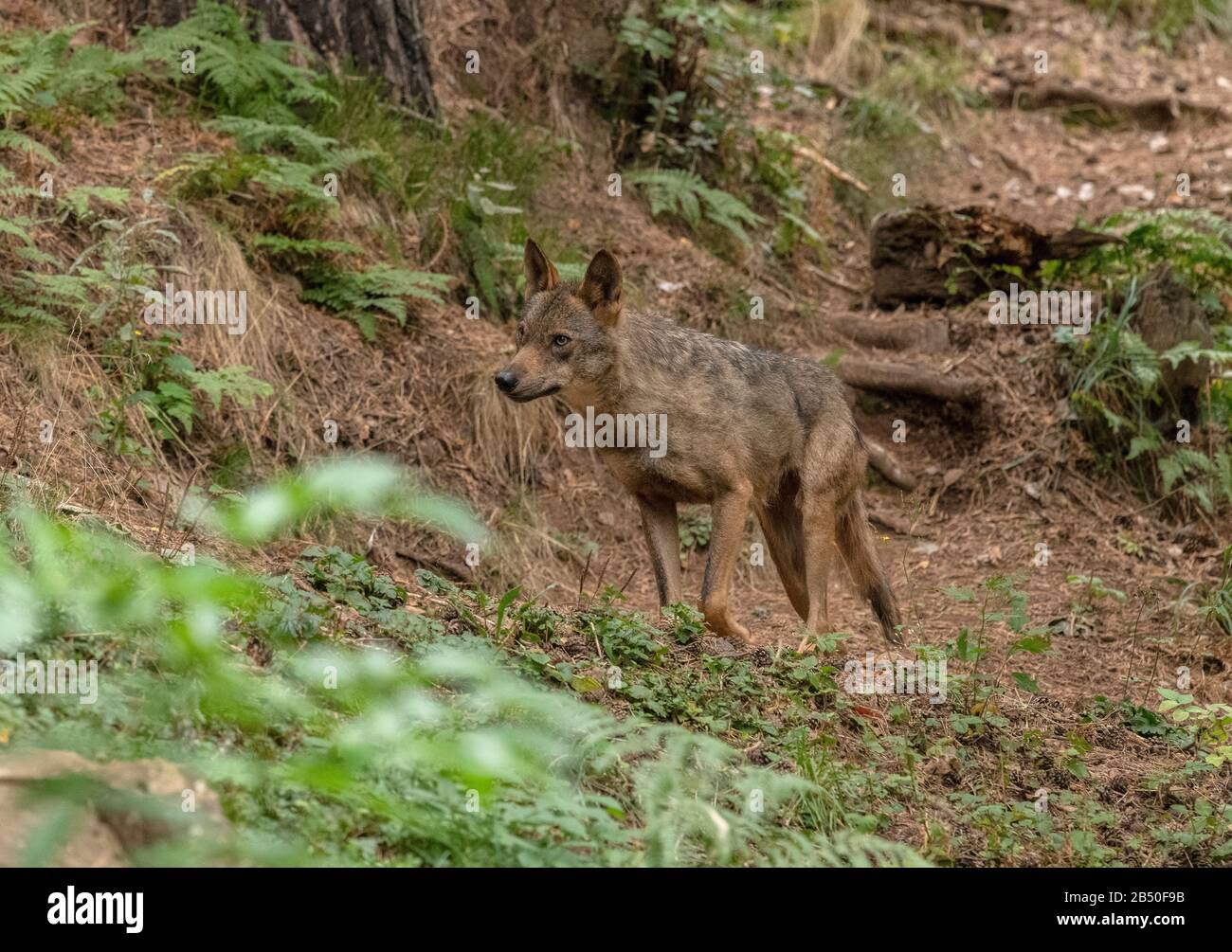 Loup eurasien, Canis lupus lupus, dans les bois, en semi-captivité; Pyrénées. Espagne. Banque D'Images
