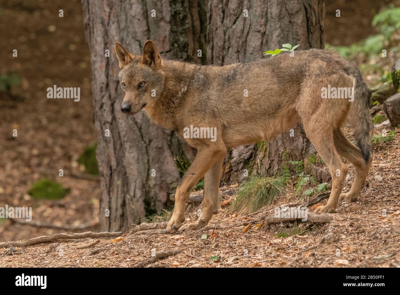 Loup eurasien, Canis lupus lupus, dans les bois, en semi-captivité; Pyrénées. Espagne. Banque D'Images