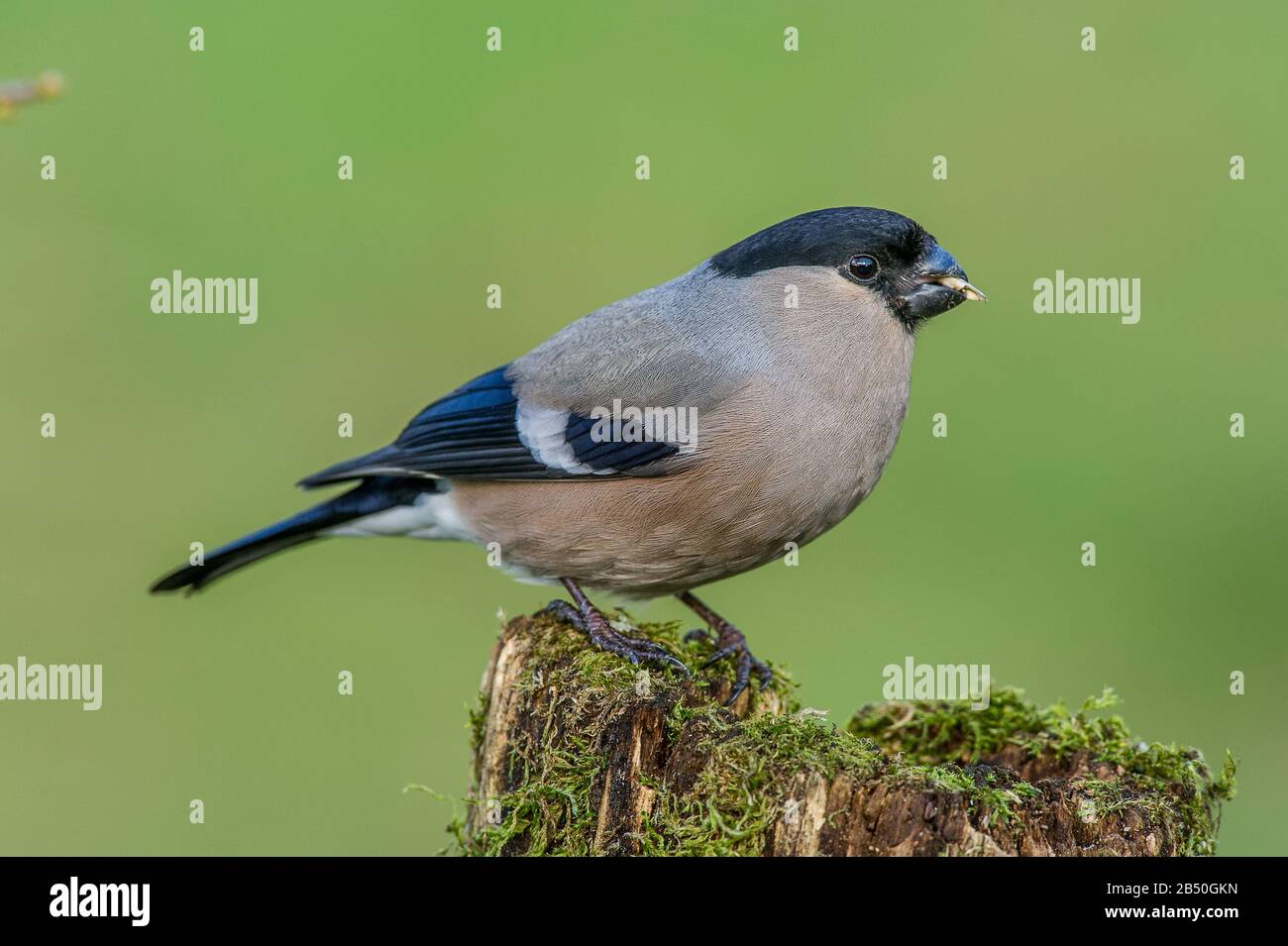 Gipel, Dompfaff, Weibchen (Pyrrhula Pyrrhula) Northern Bullfinch, Femme • Bade-Wurtemberg, Allemagne Banque D'Images