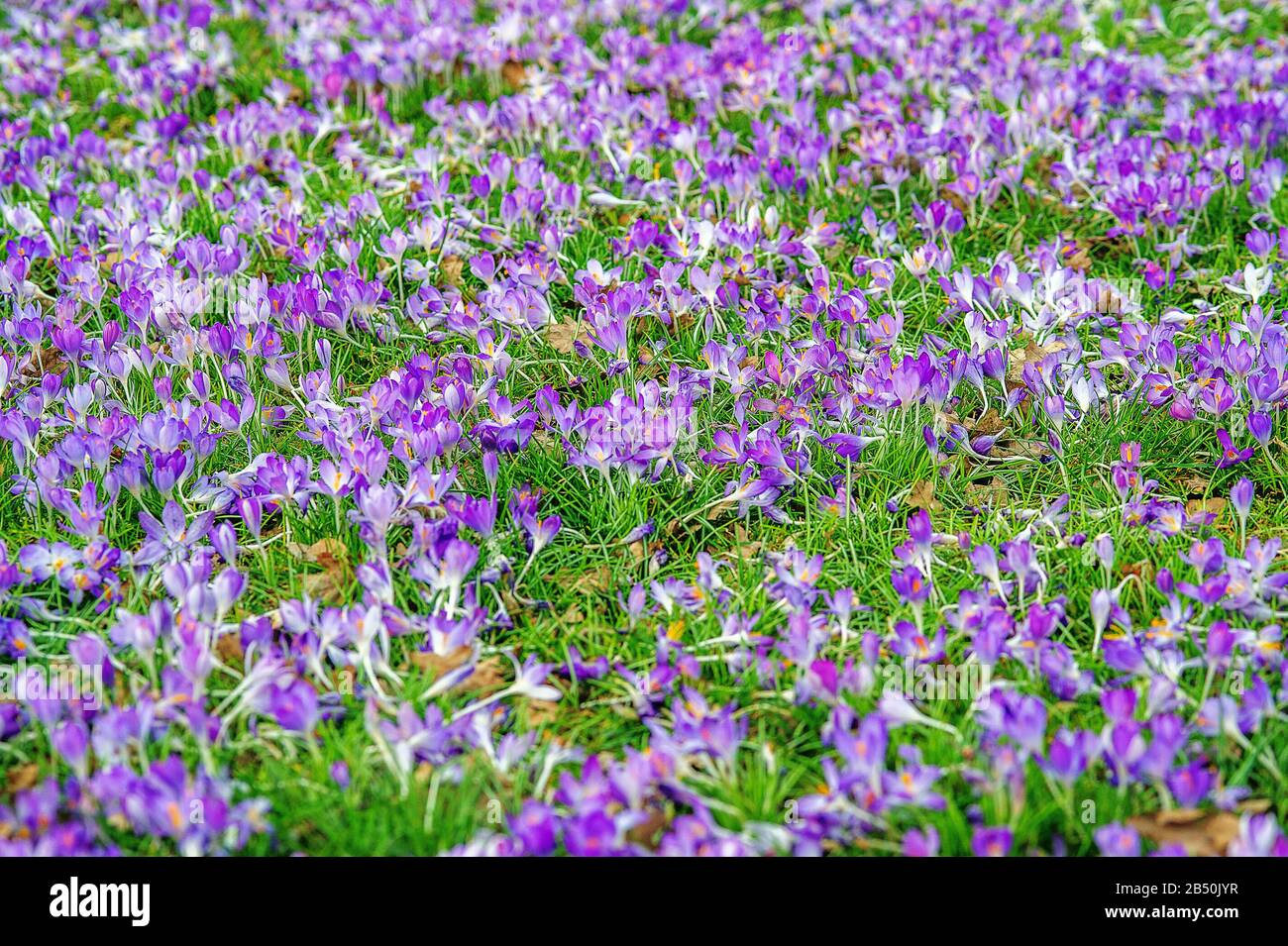 Frühlings-Krokus, Frühlings-Safran (Crocus Vernus Subsp. Albiflorus) Crocus • Bade-Wurtemberg, Allemagne Banque D'Images
