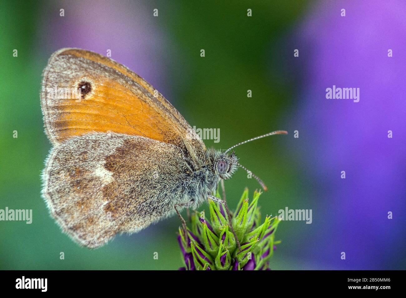 Kleines Wiesenvögelchen (Coenonympha Pamphilus) Petite Heath • Bade-Wurtemberg, Allemagne Banque D'Images