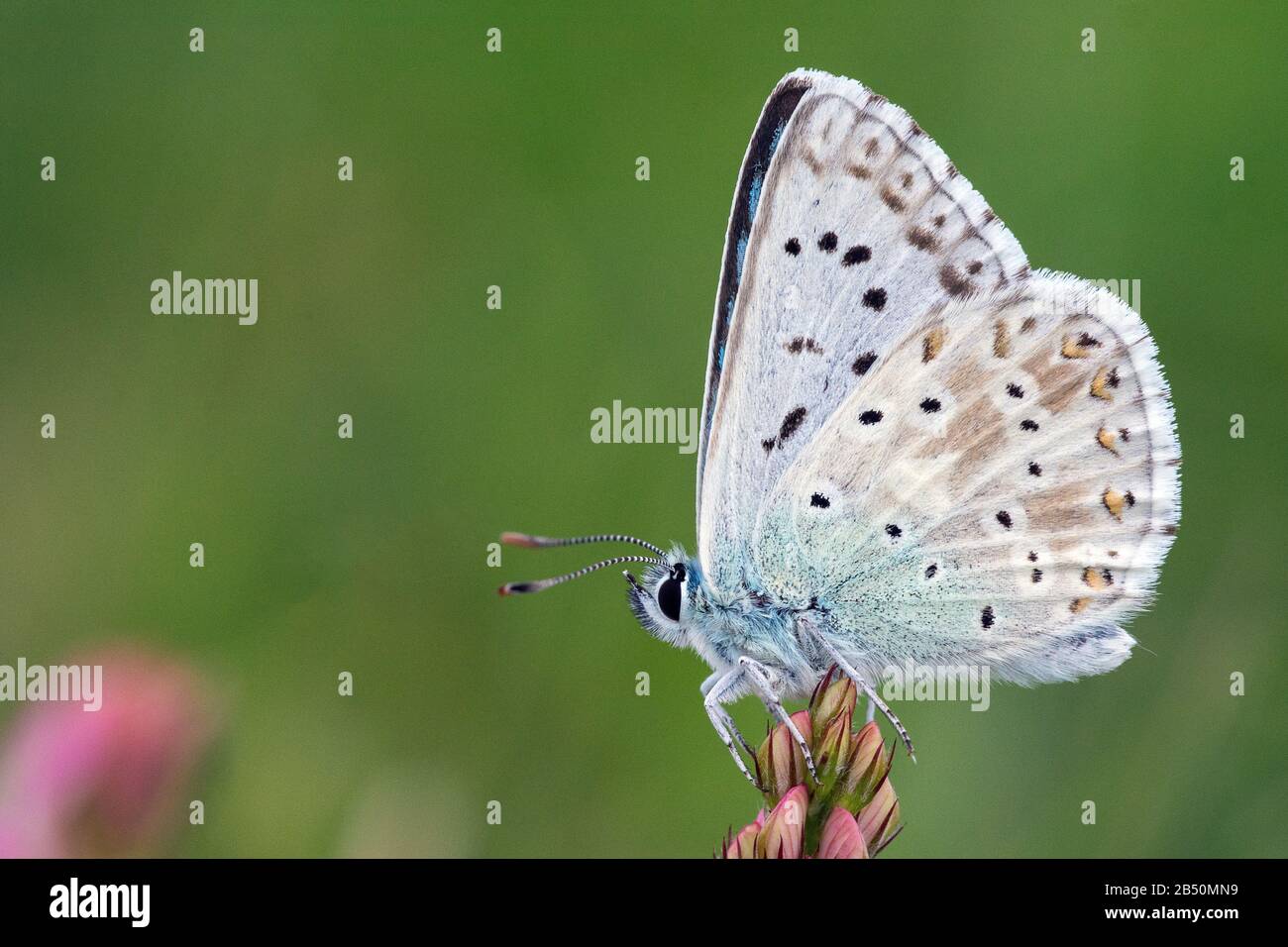Silbergrüner Bläuling (Polyommatus coridon) bleu chalkhill • Bade-Wurtemberg, Allemagne Banque D'Images