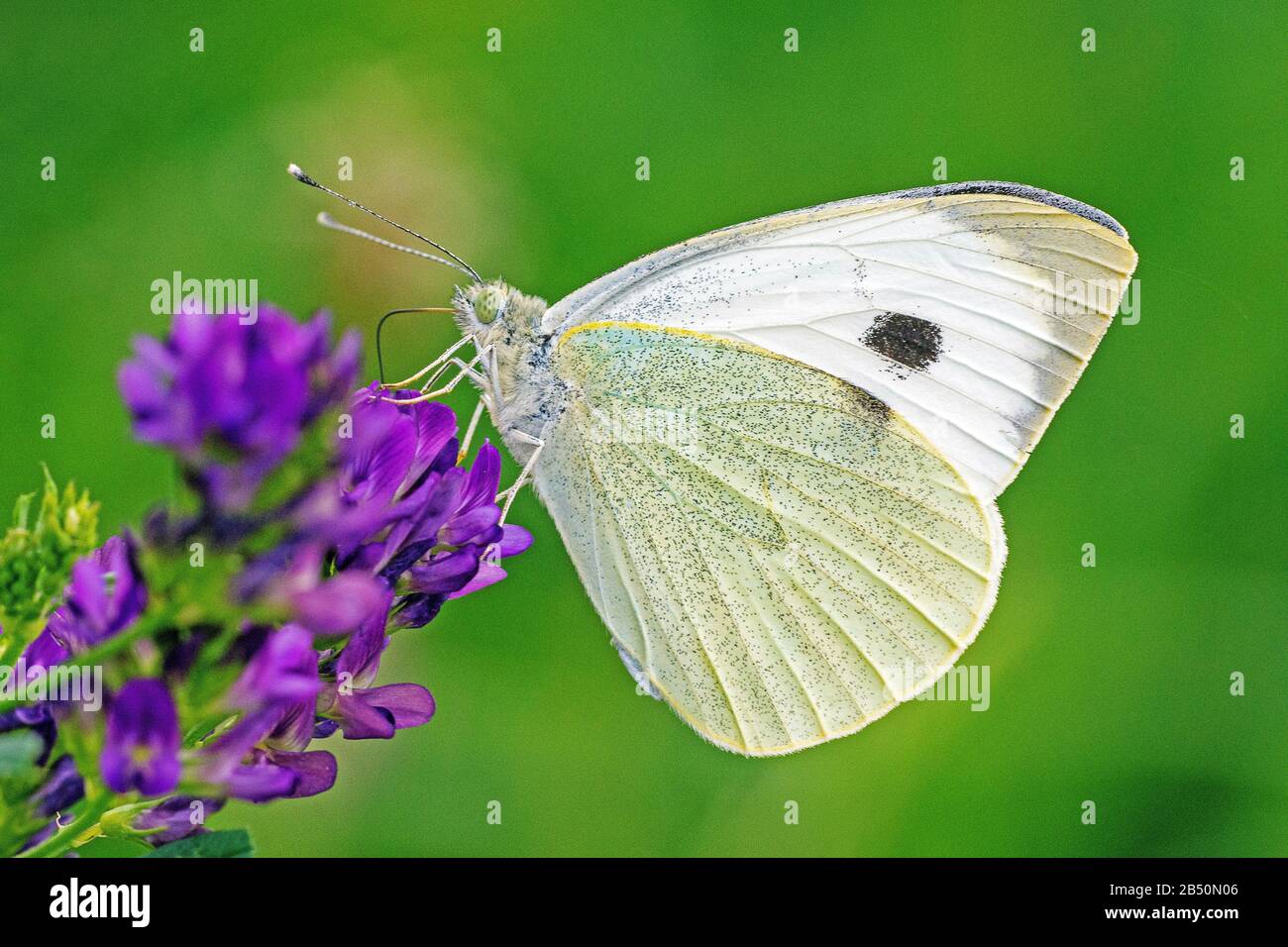 Großer Kohlweißling (Pieris brassicae) Gros chou blanc • Bade-Wurtemberg, Allemagne Banque D'Images