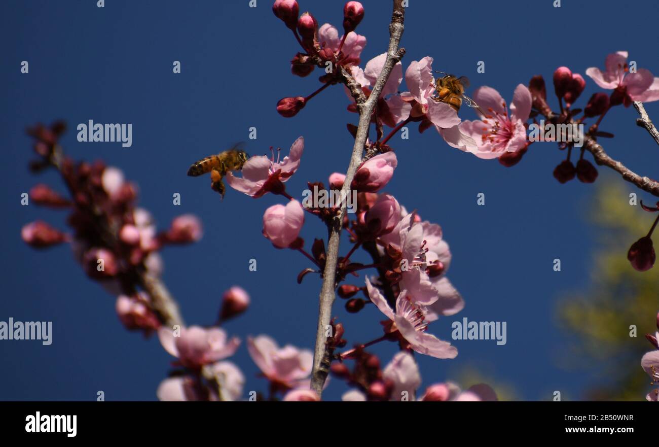 Abeilles sur les fleurs de prune de cerisier début mars, Arizona Banque D'Images