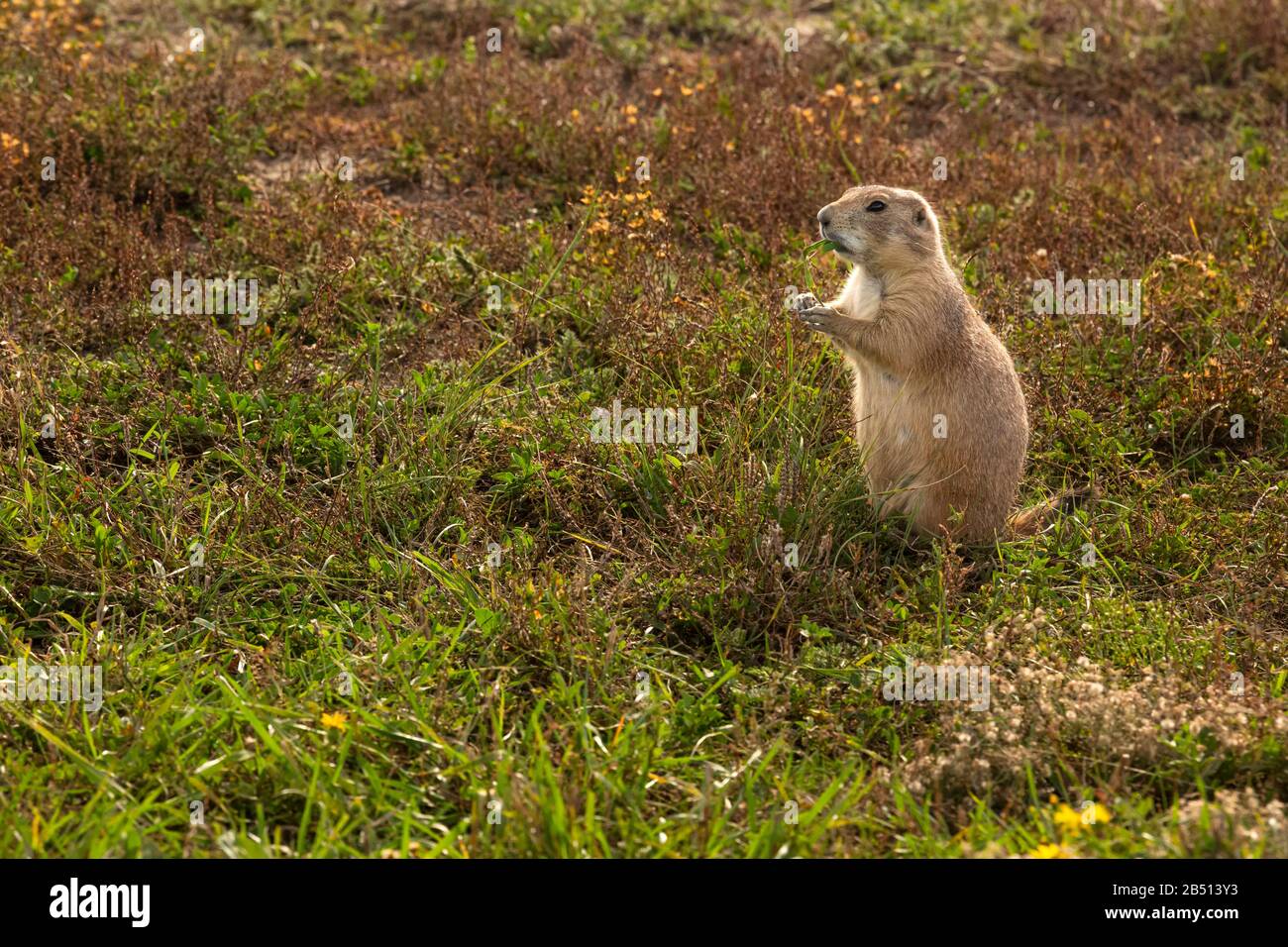 SD00317-00...DAKOTA DU SUD - un chien des Prairies qui profite d'un en-cas tout en regardant les touristes passer par Roberts Prairie Dog Town dans le parc national de Badlands. Banque D'Images