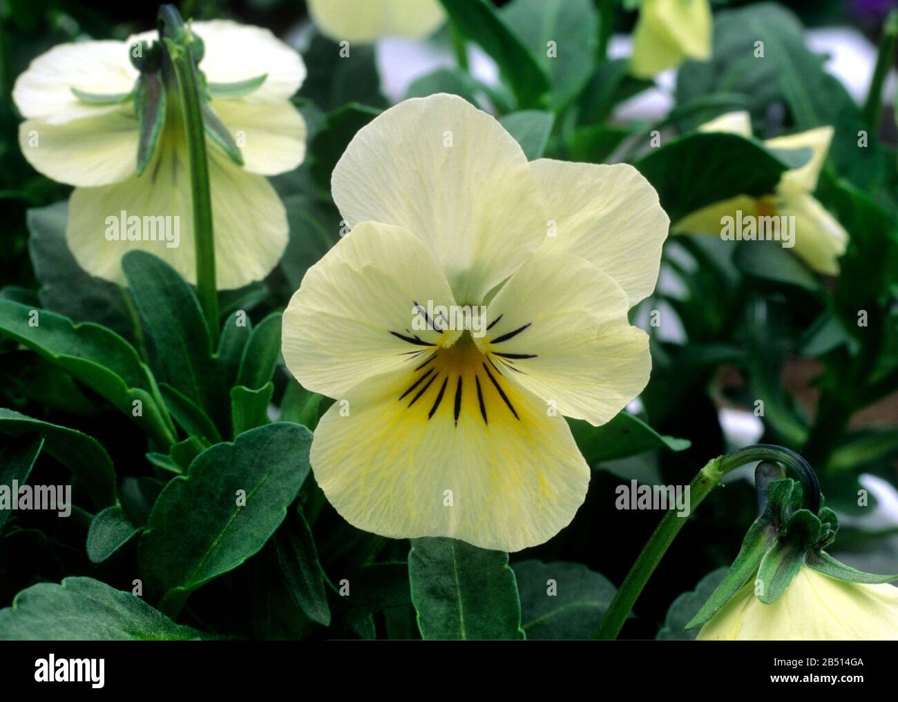 Pansy à petites fleurs « Princess crémeux » Banque D'Images