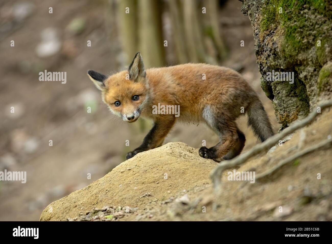 Cute renard rouge cub sortir d'un coin-détente en forêt au printemps Banque D'Images