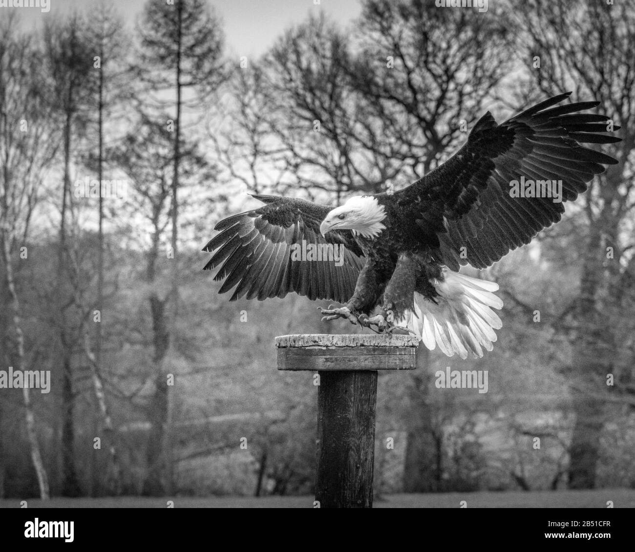 LES OISEAUX DE PROIE VOLENT ET SE RAPPROCHENT Banque D'Images