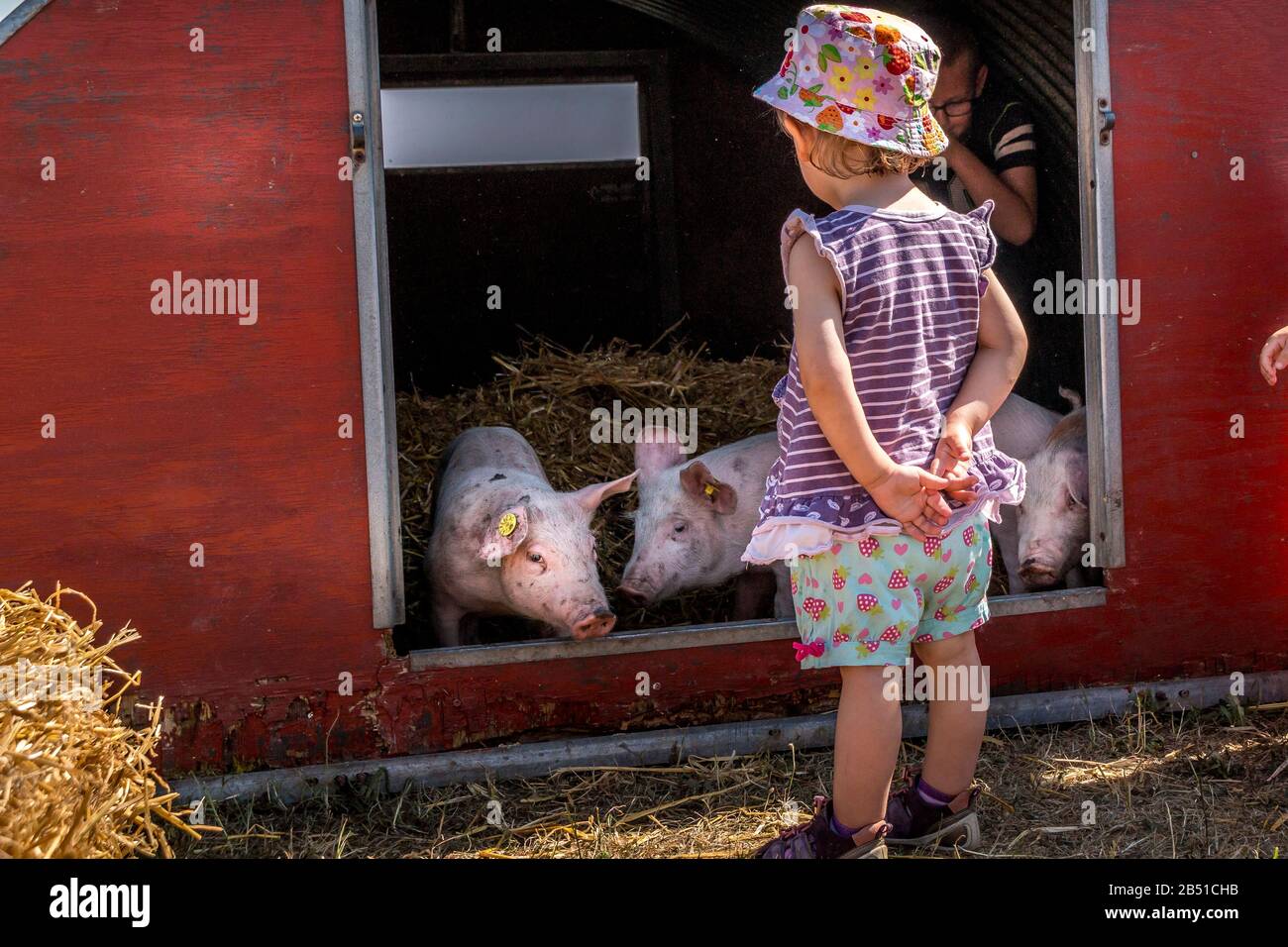 Auning, Danemark - 26 maj 2018 : vieux marché agricole d'Estrup, Petite fille regardant quelques porcs Banque D'Images