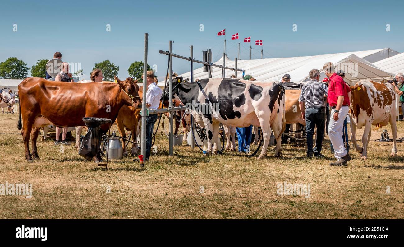 Auning, Danemark - 26 maj 2018 : vieux marché agricole d'Estrup, grandes vaches debout dans une rangée Banque D'Images