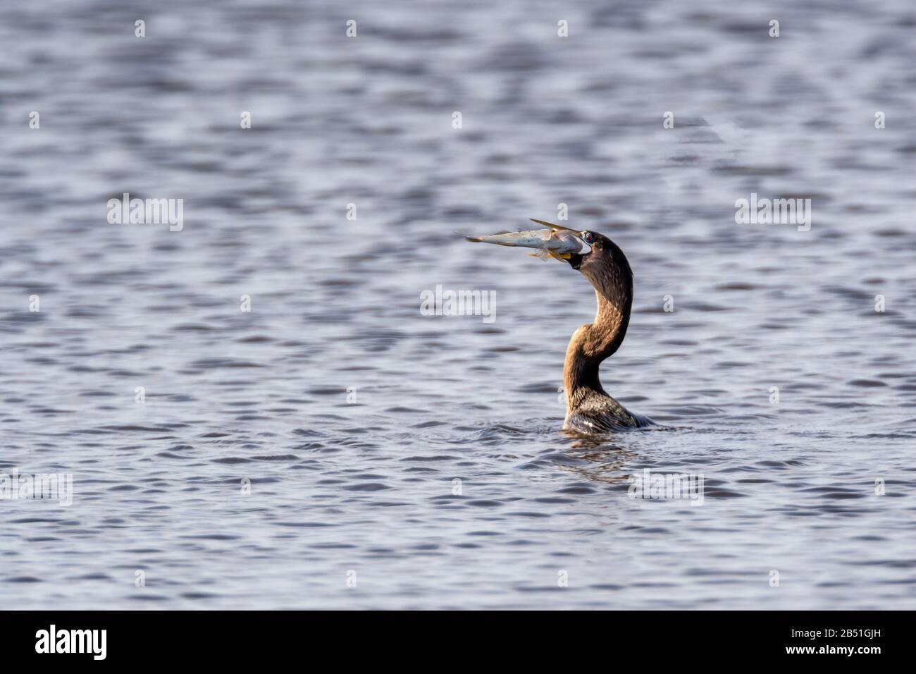 Une femelle ou une immatures Anhinga (Anhinga anhinga) mangeant un poisson tout en nageant dans la faune nationale de l'île Merritt, Floride, États-Unis. Banque D'Images