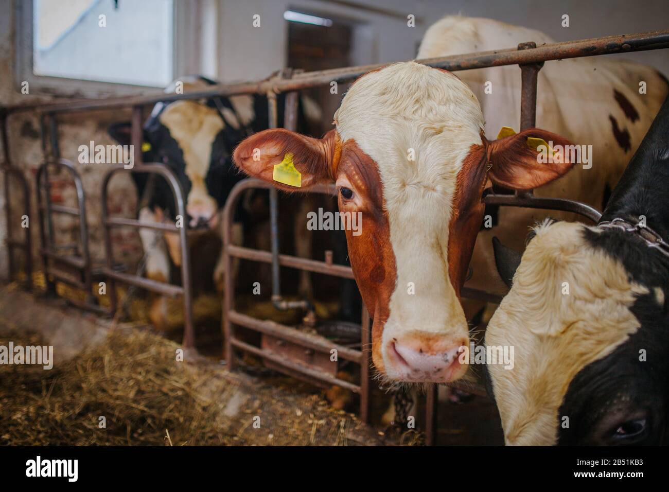 Ferme de bétail de vache élevage ferme de bétail Banque D'Images
