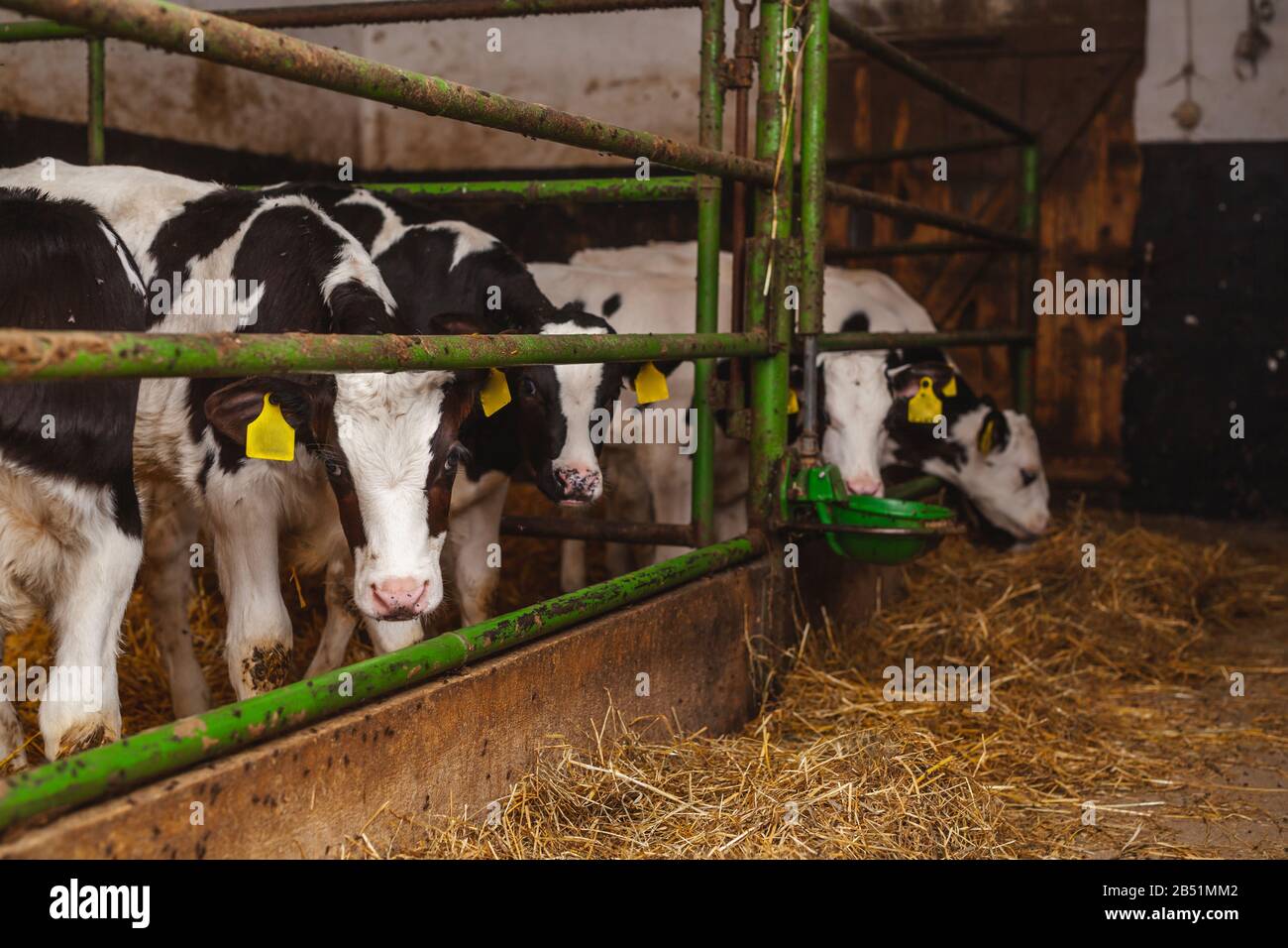 les vaches paissent dans une production stable de boeuf Banque D'Images