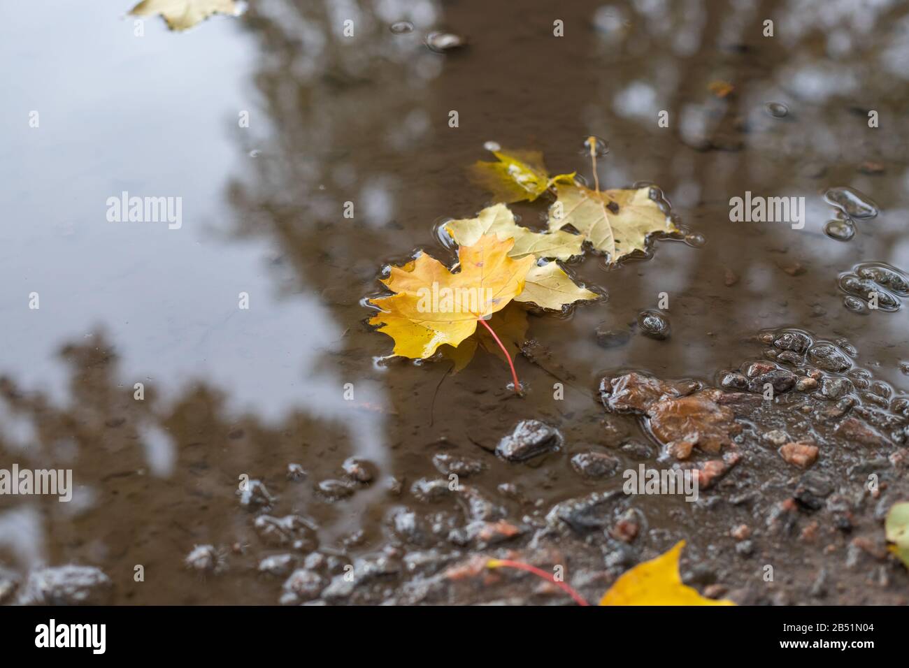 Feuilles d'automne sur la flaque.feuilles d'érable jaune couchée dans l'eau fixe d'une flaque.concept de saison d'automne. Image de l'atmosphère d'automne. Génération de tonalités Instagram Banque D'Images