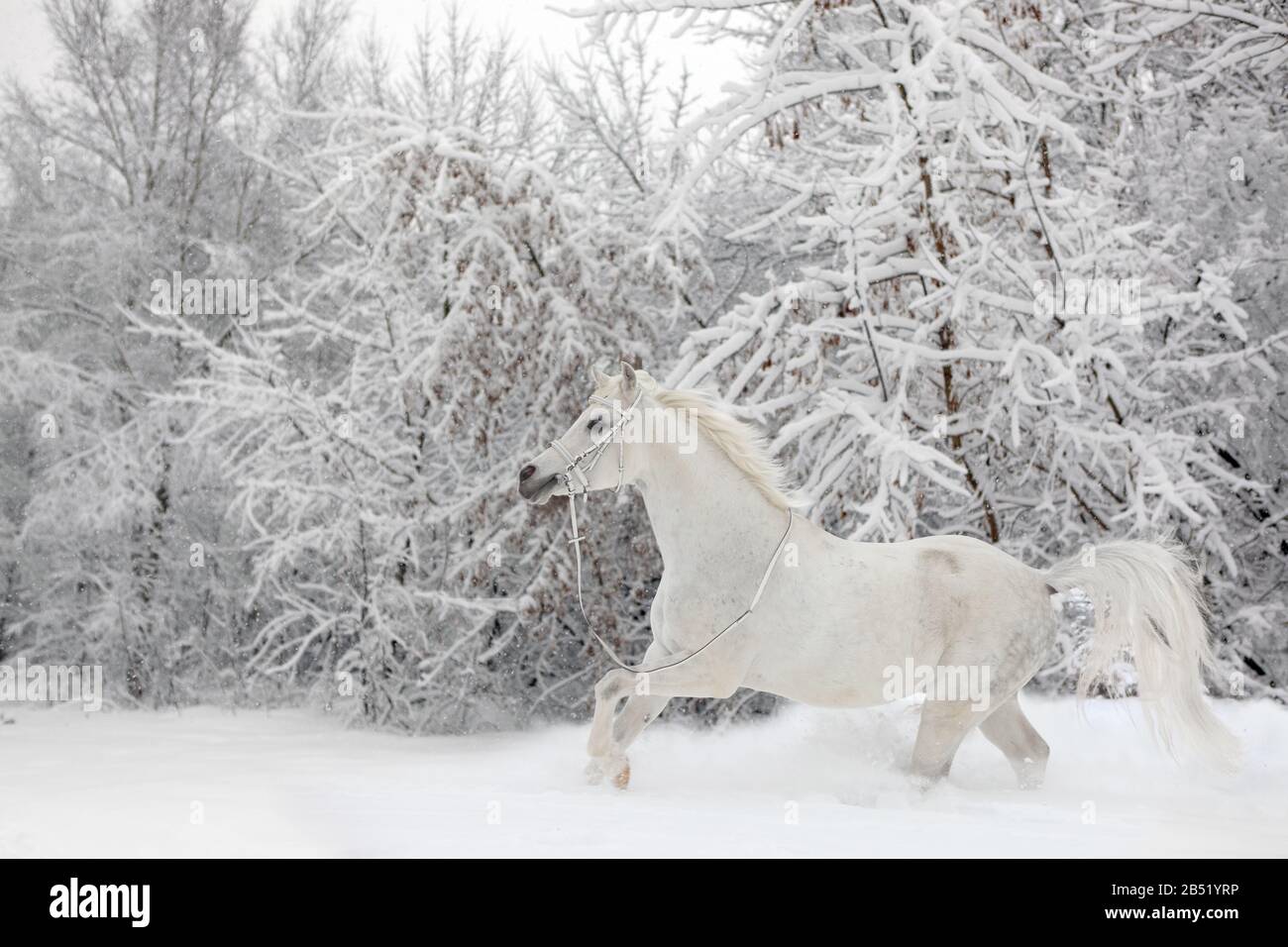 Cheval blanc arabe - galopant sur le paddock d'hiver Banque D'Images