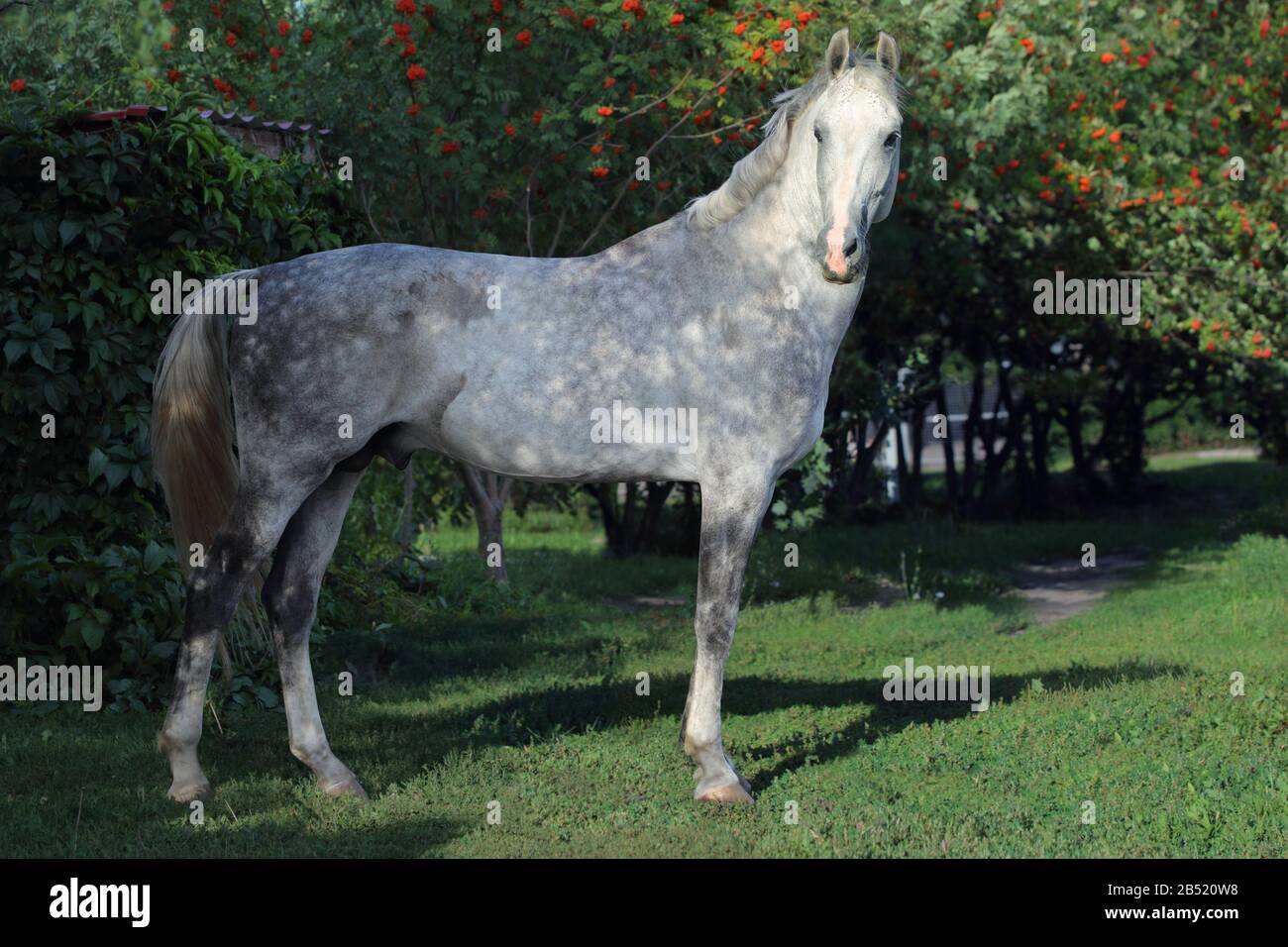 Pur cheval espagnol ou AVANT, portrait contre jardin vert nature fond Banque D'Images