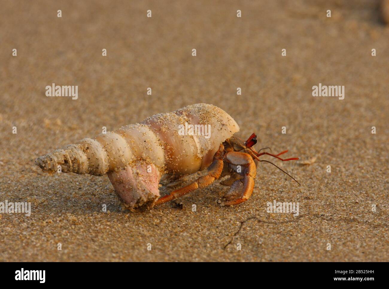 Un escargot de mer marchant sur le sable de Paradise Beach (Pondichéry, Inde) Banque D'Images