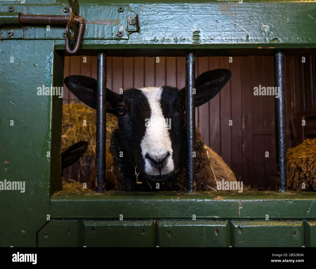 Mouton Blackface au stylo à la ferme Love Gorgie, Édimbourg, Écosse, Royaume-Uni Banque D'Images