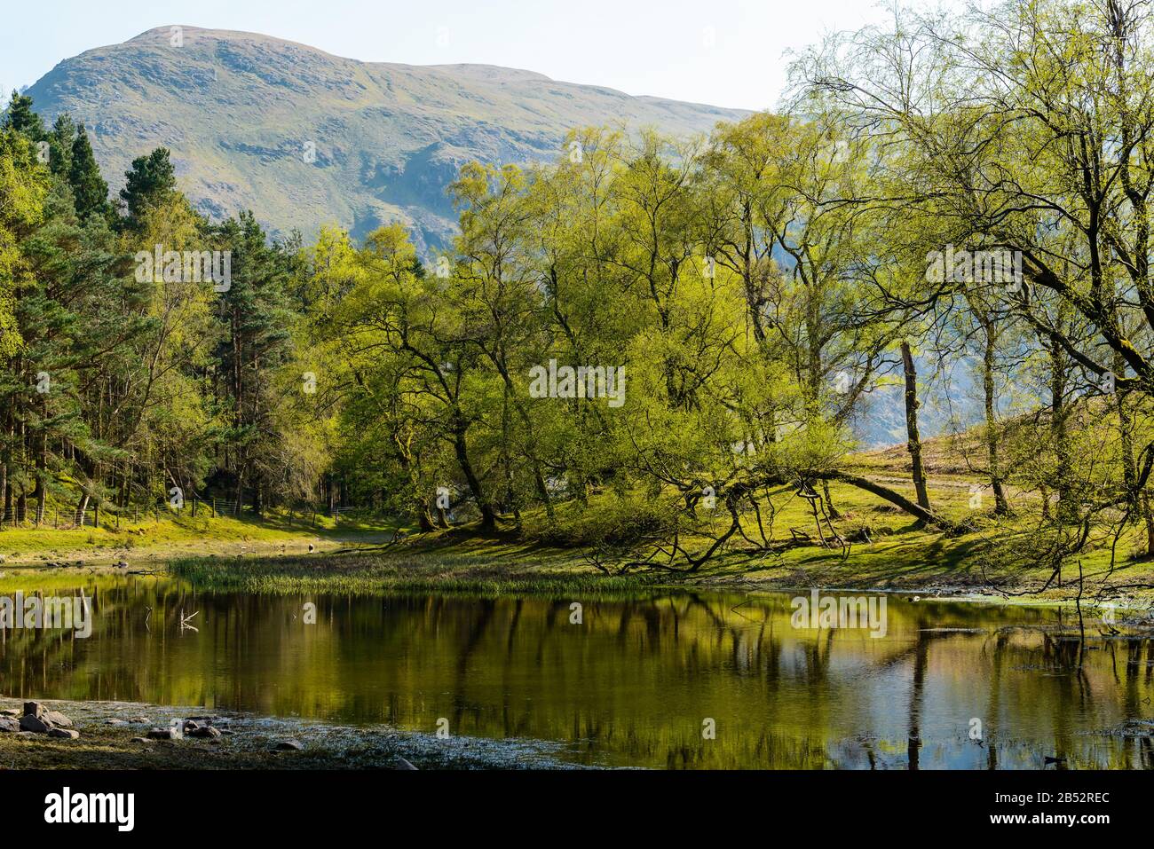 Des arbres avec de nouvelles feuilles de printemps entourent le Tarn de Lanty sur Birkhouse Moor, près du sommet d'une petite butte connue sous le nom de Keldas près de Glenridding, Lake District Banque D'Images