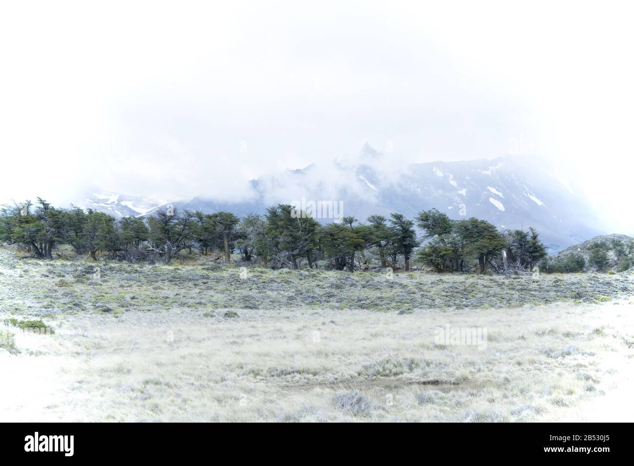 Arbres dans la péninsule de Belgrano, Parque Nacional Perito Moreno, Patagonia Argentine Banque D'Images