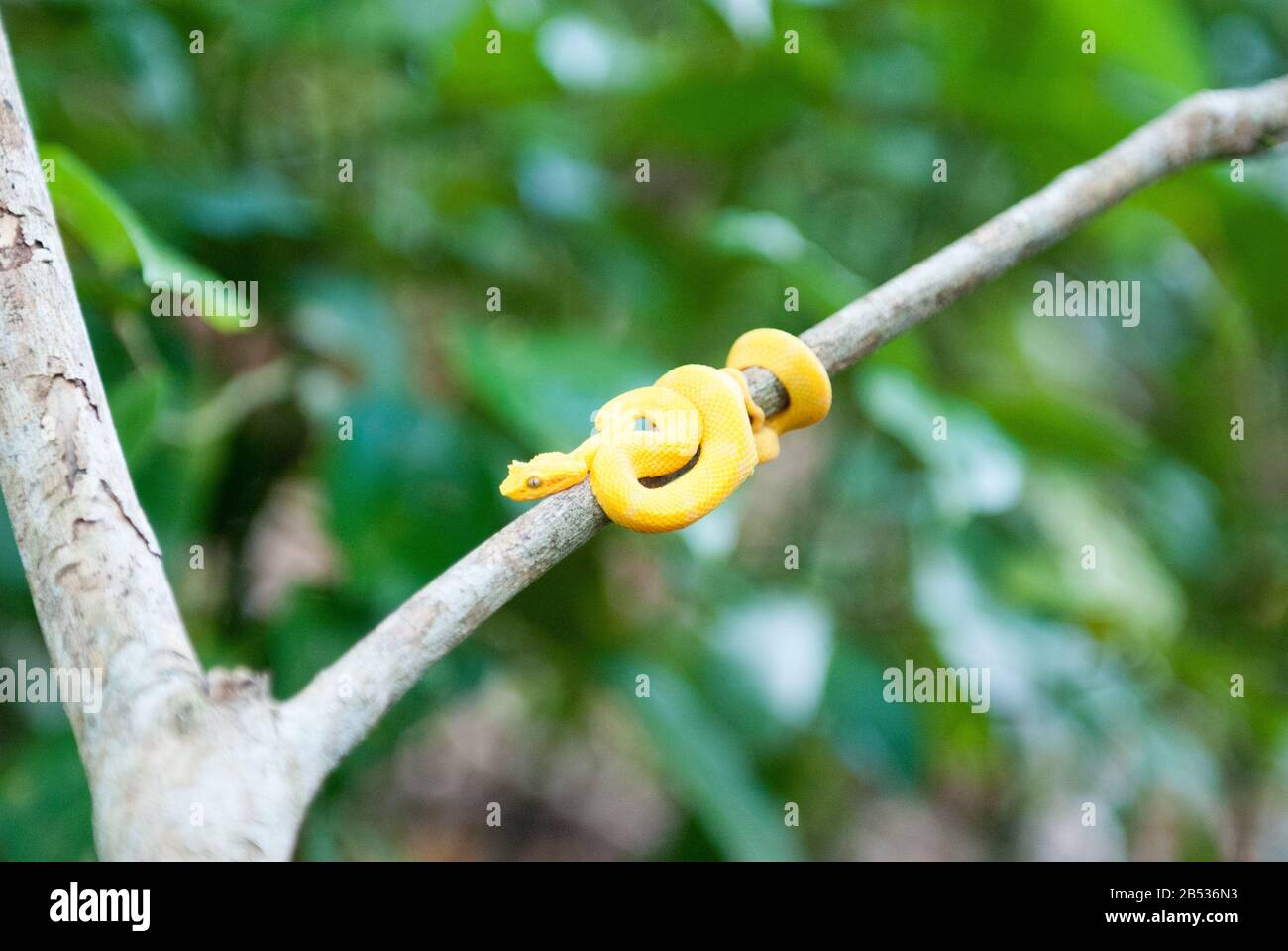 Eyelash Pit Viper (Bothriecher Schlegelii) Banque D'Images