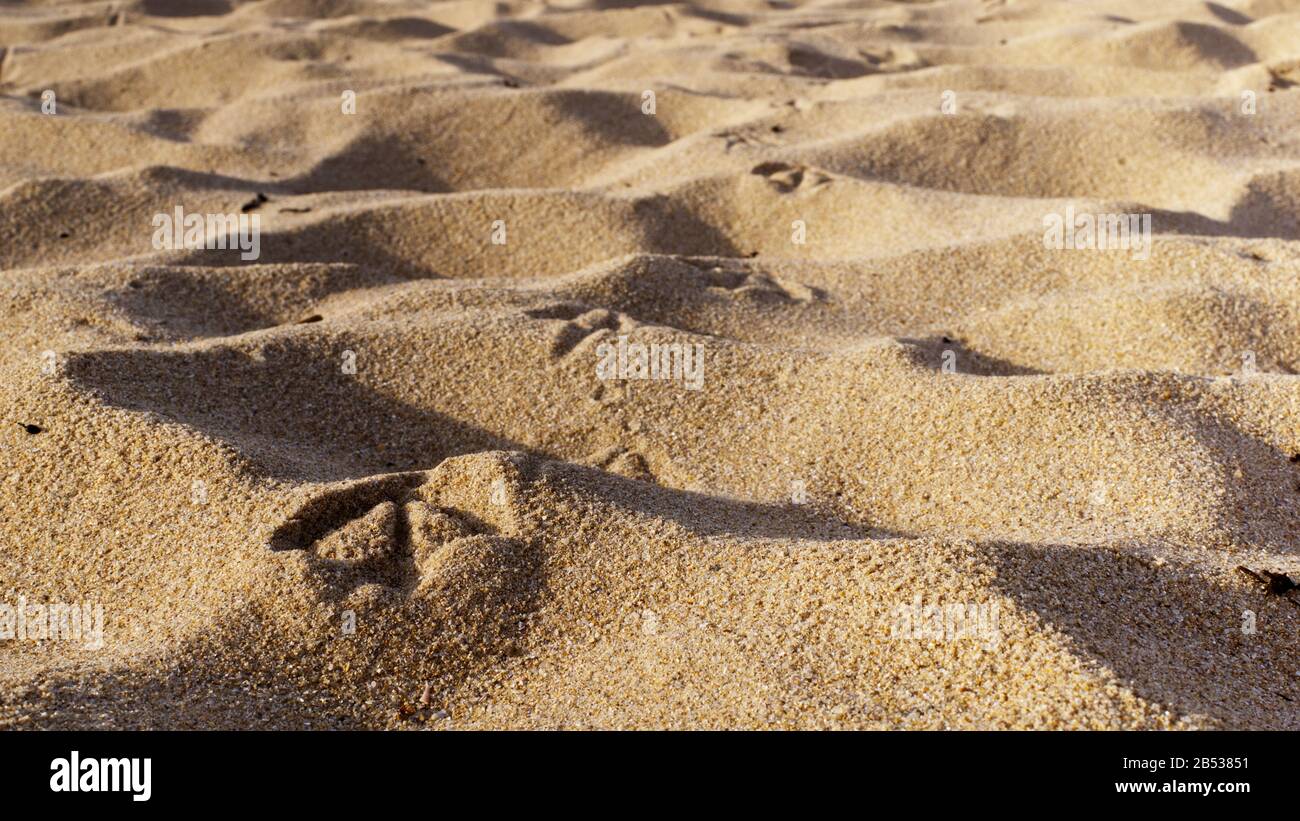 Pas de pieds de mer sur le sable de la plage. Banque D'Images