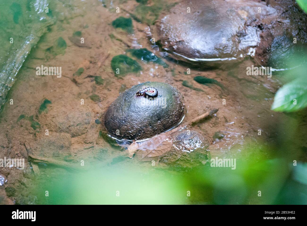 Nyssidesmus Python Ou Python Millipede Banque D'Images