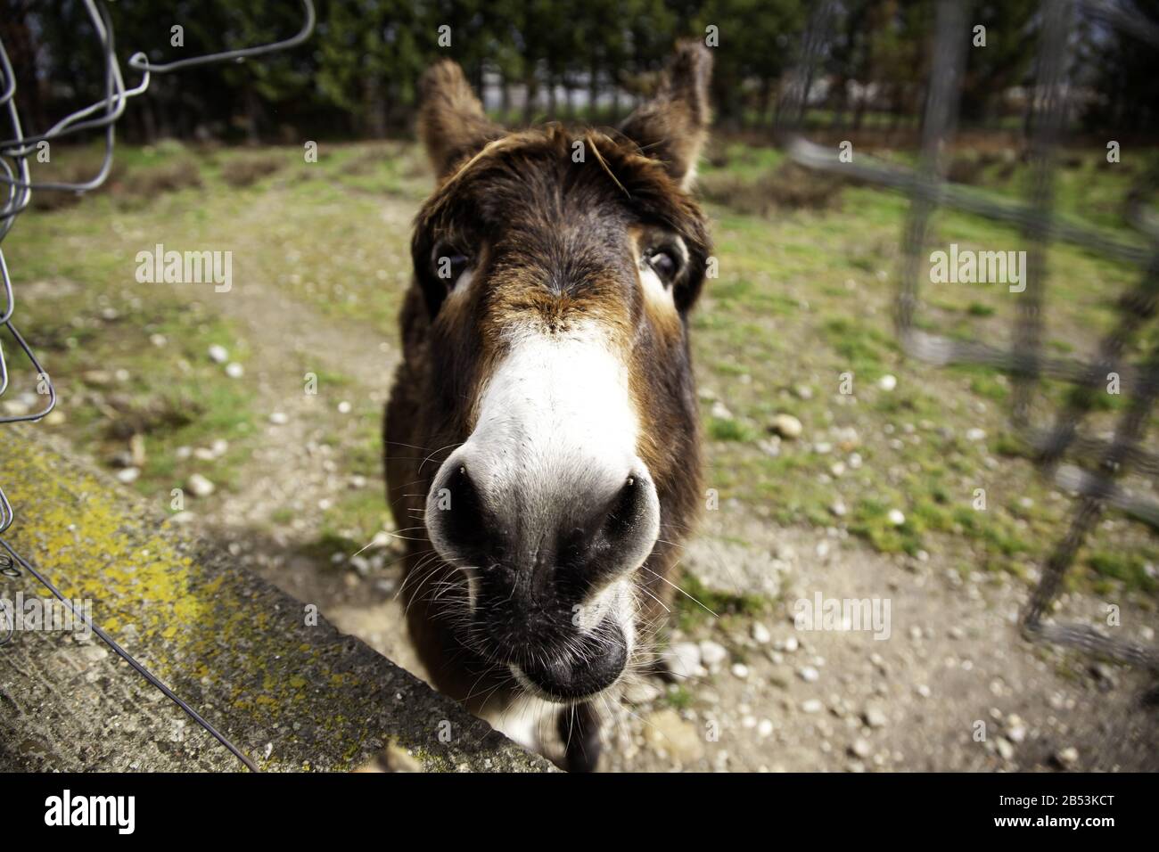 Ânes dans la ferme animale, parc naturel Banque D'Images