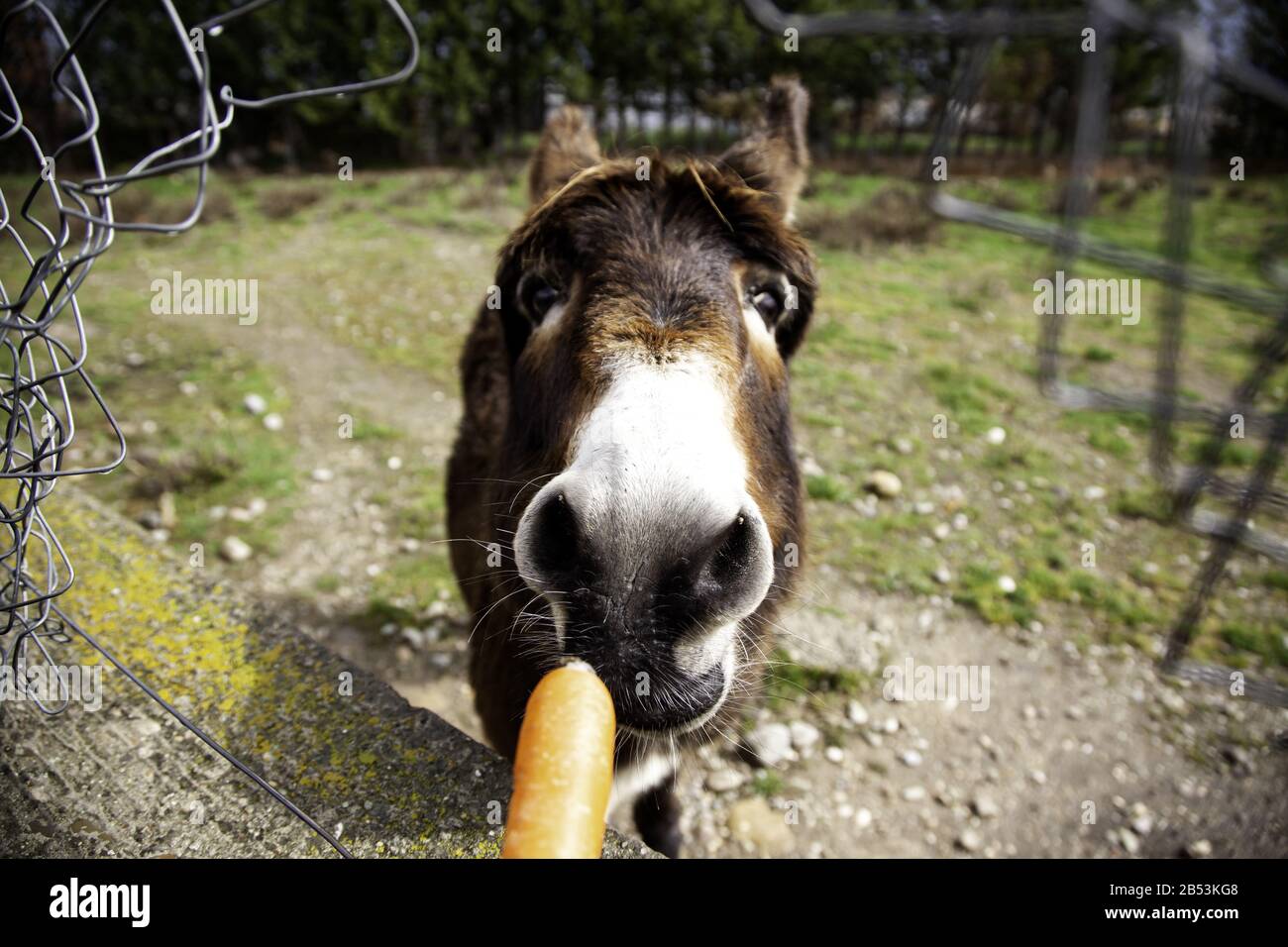 Ânes dans la ferme animale, parc naturel Banque D'Images