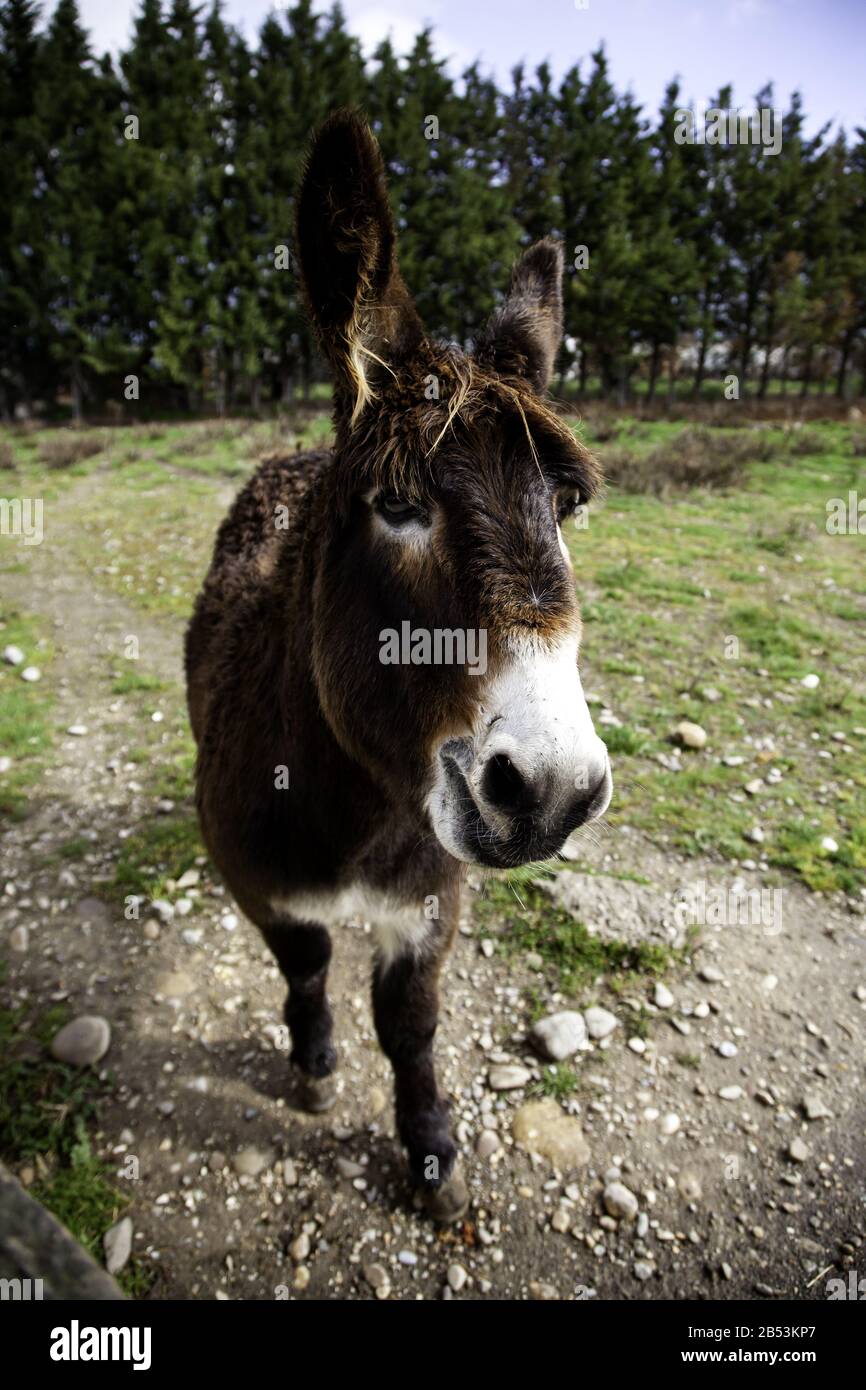 Ânes dans la ferme animale, parc naturel Banque D'Images